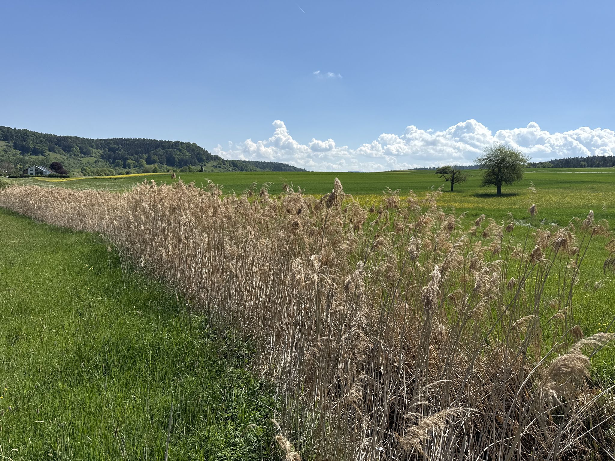 Schilf / Schilfrohr - Blick Richtung Rammert und Albtrauf - Rottenburg-Hemmendorf - LKR. Tübingen