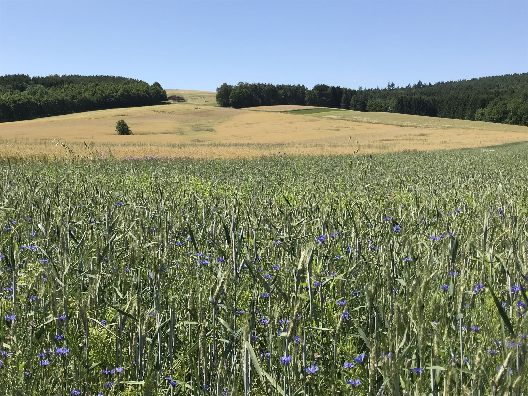am Zöberntalradweg