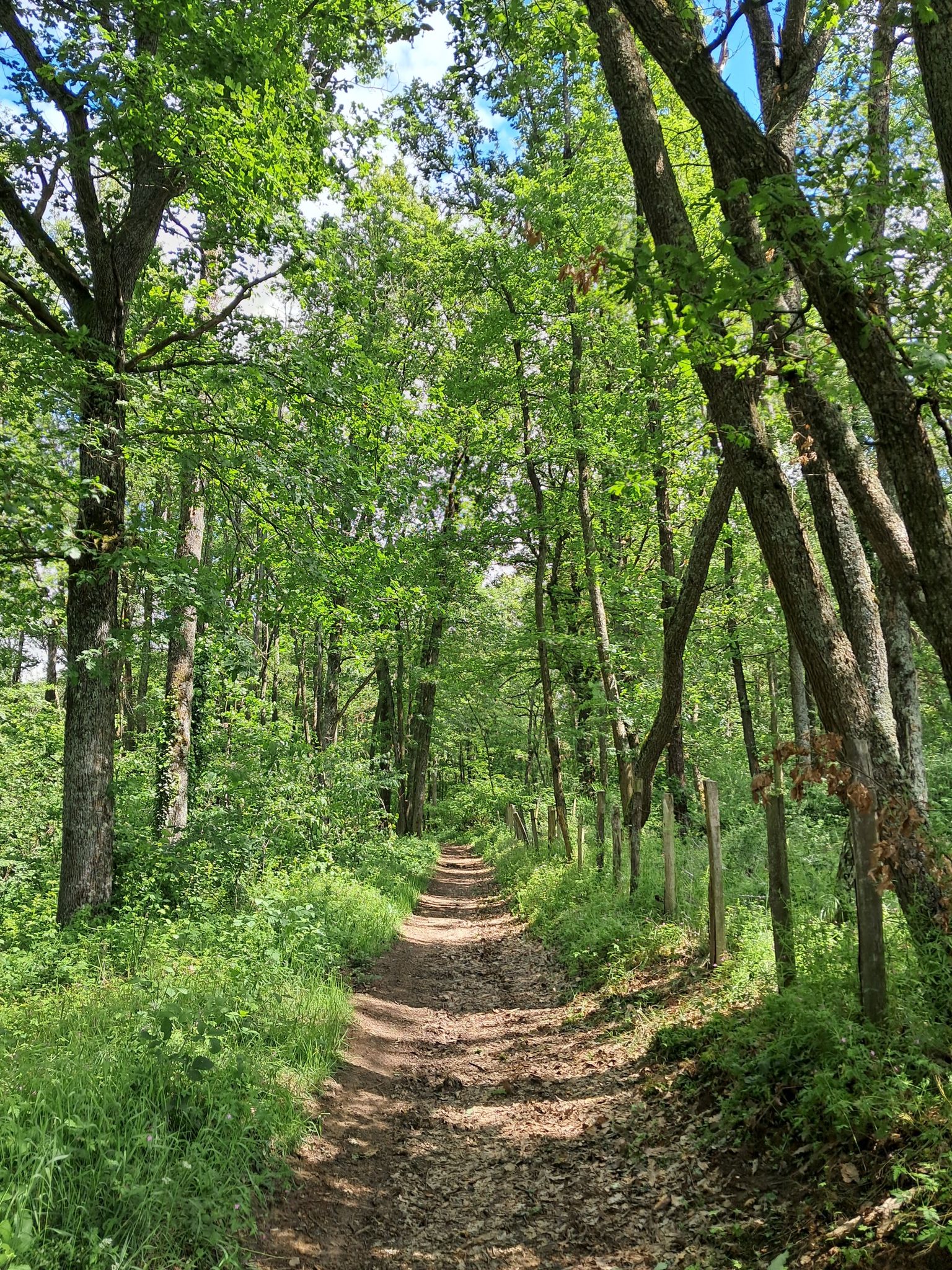 Bois Montchal 