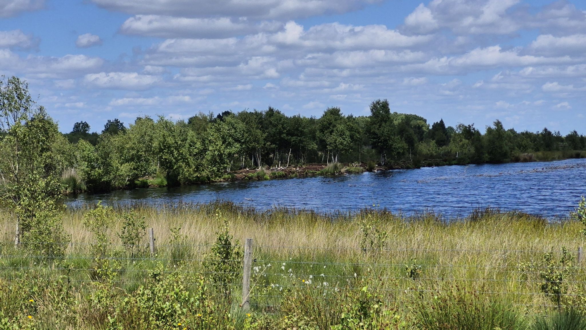 Wasserfläche im Bargerveen