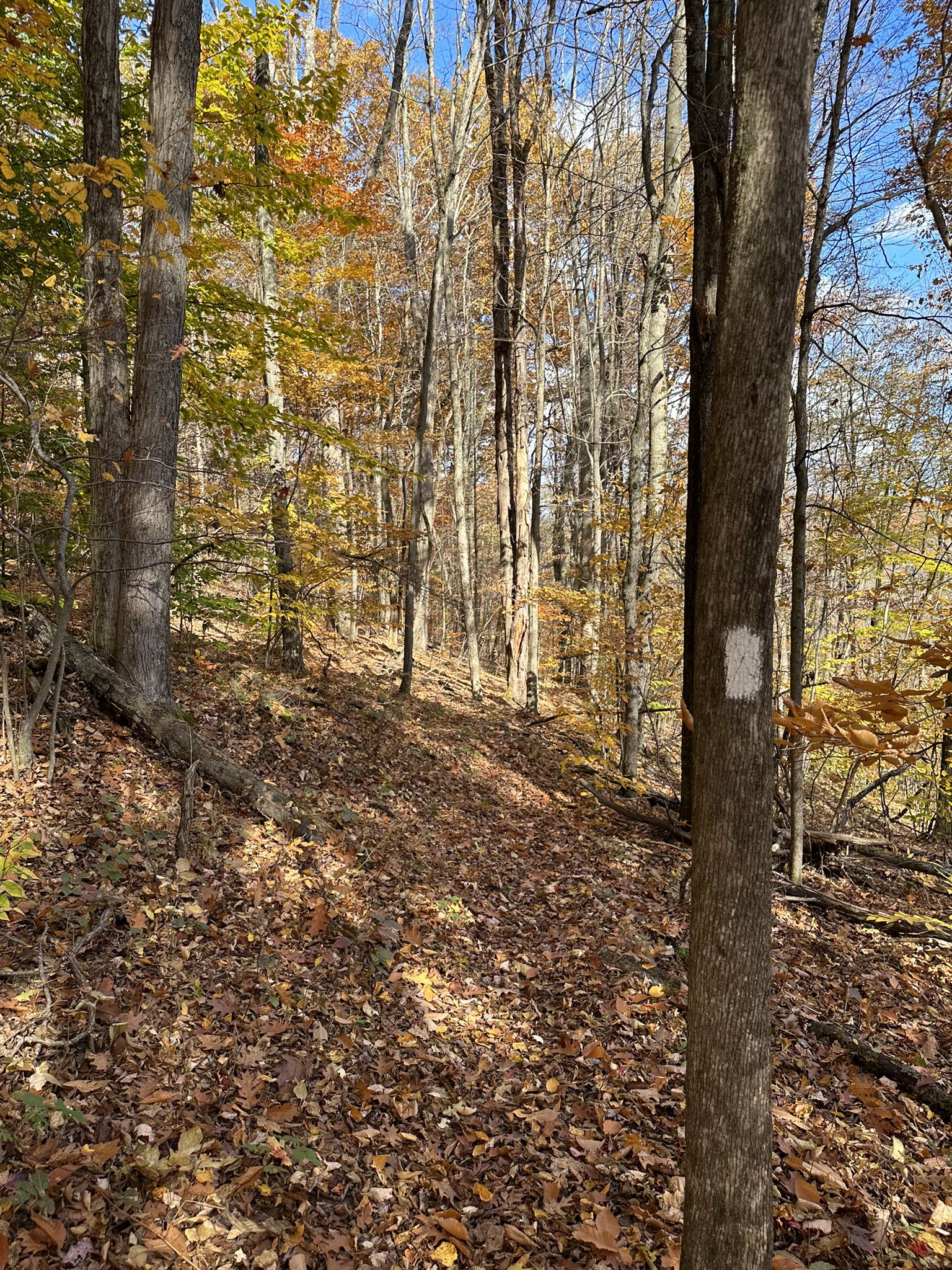 A leaf-covered forest path with tall trees, some with autumn leaves, under sunlight. - Sugar Hill Fire Tower via Finger Lakes and Mohawk Trail