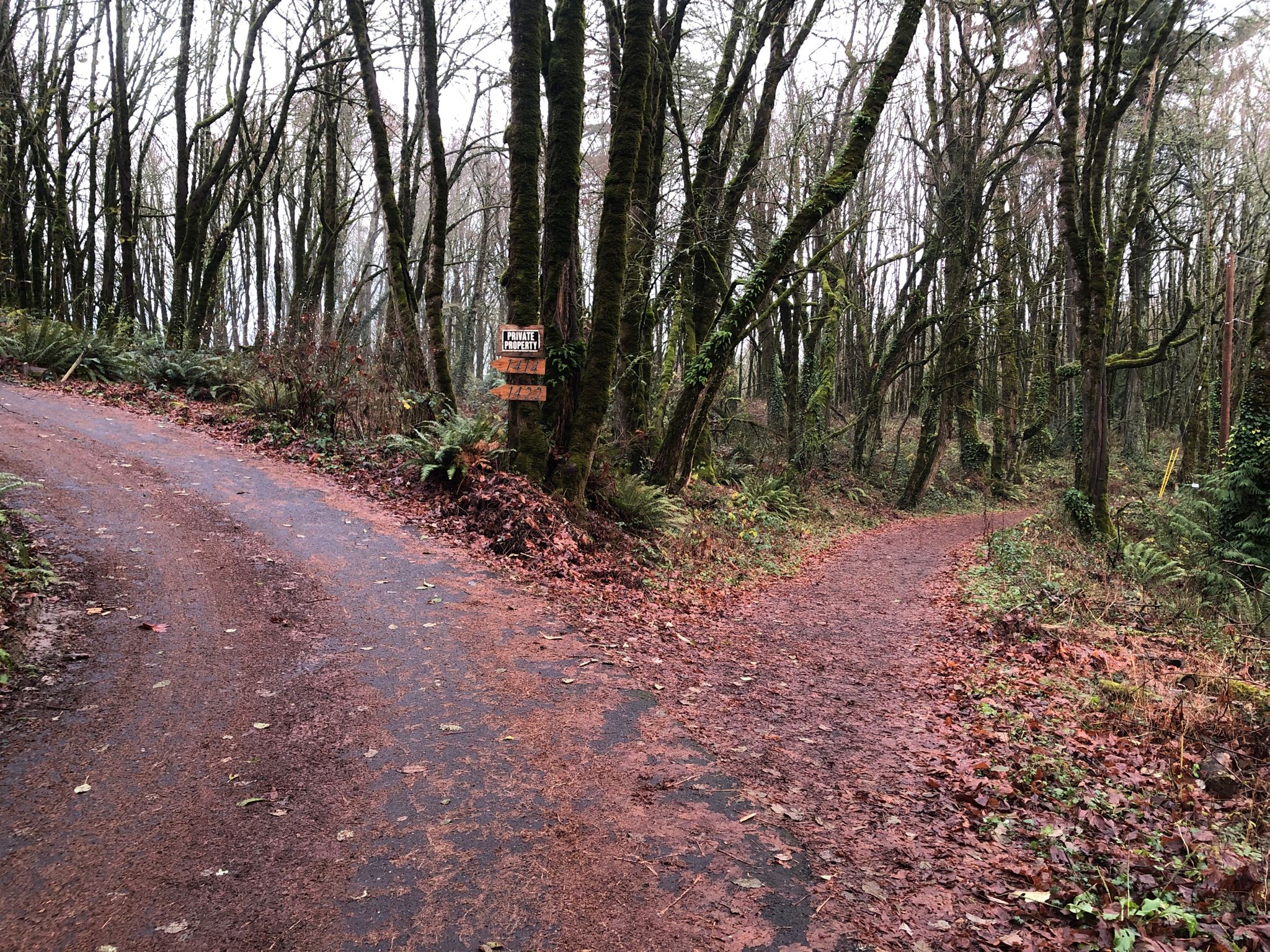 Two dirt paths diverge in a mossy, bare forest on an overcast day. - Wildwood, Birch and Holman Lane Loop