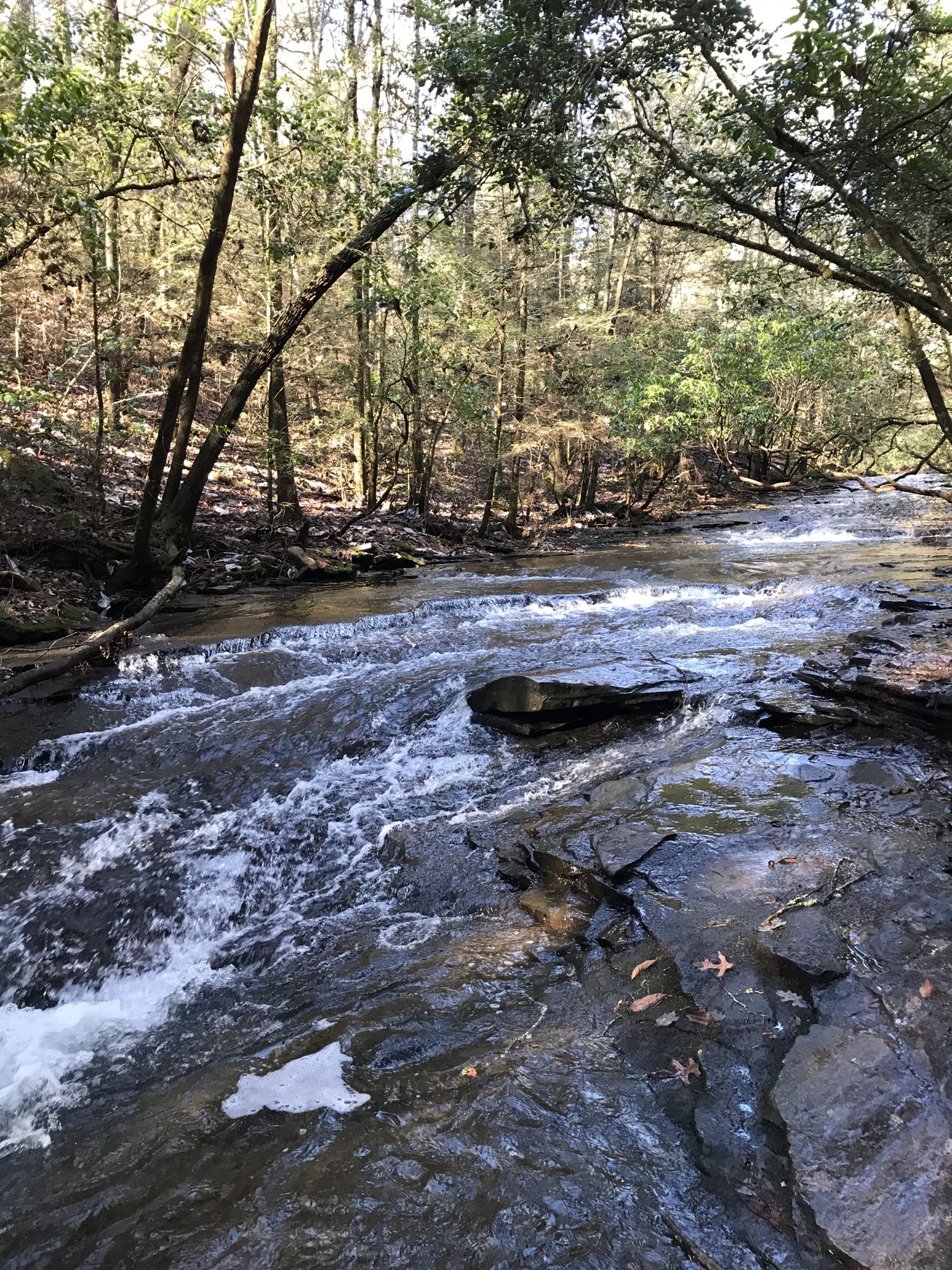 A rocky stream flows rapidly through a dense, green forest. - Grundy Forest Day Loop