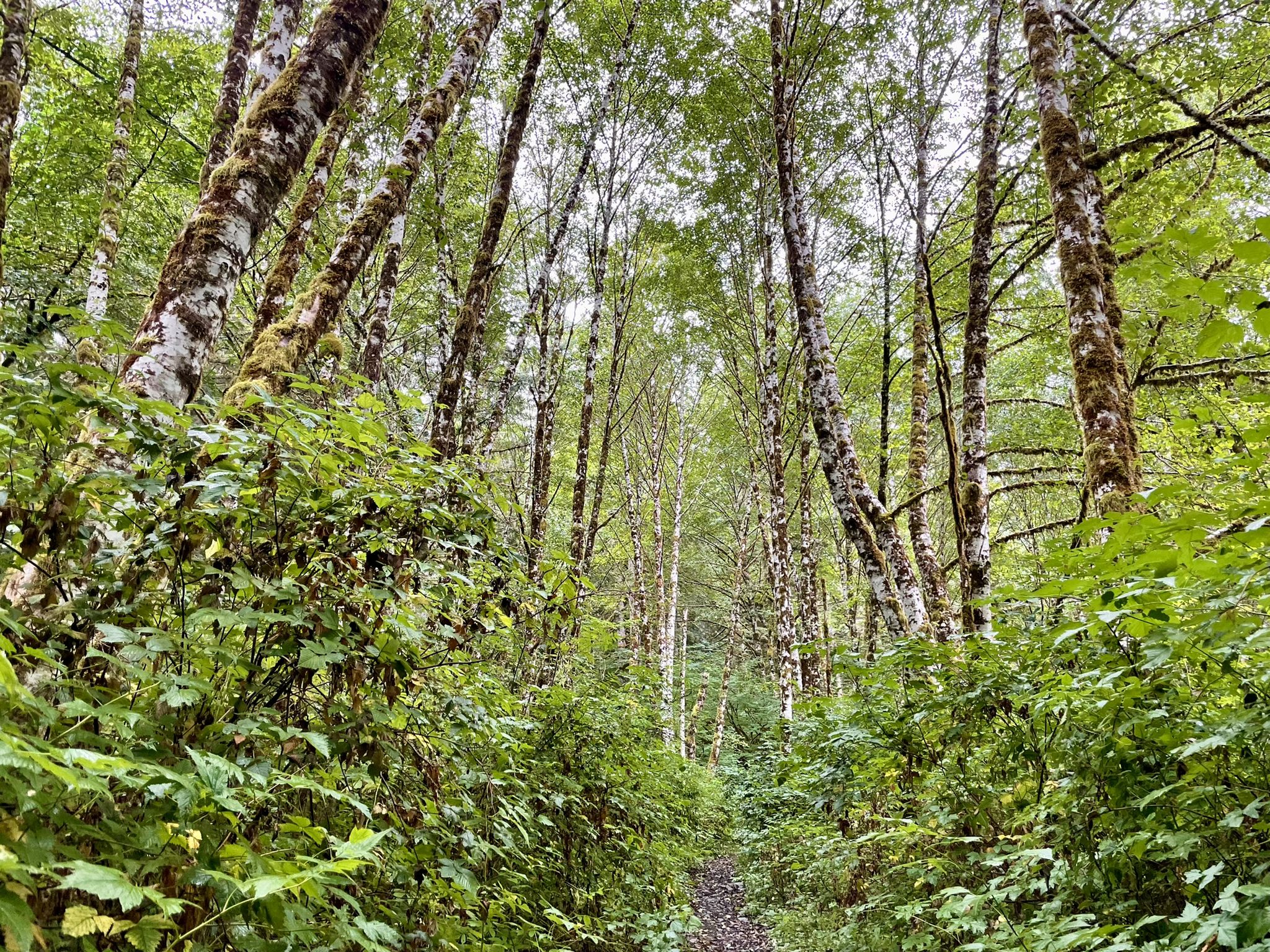 Looking up at tall, slender trees with light bark in a dense green forest. - Bloom Lake Loop Trail