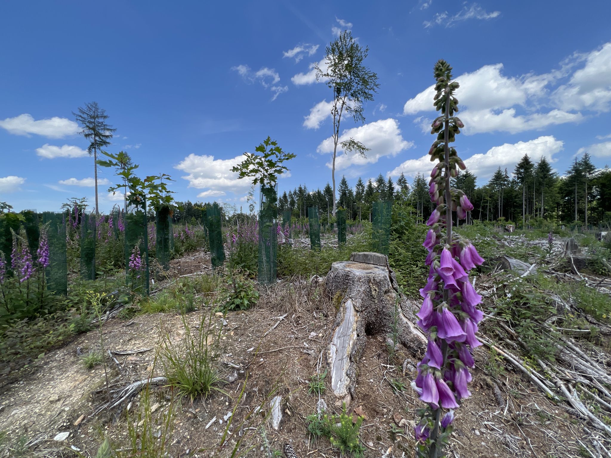 Der Neuwieder Wald hat besonders große Ausfälle durch Hitze und Borkenkäfer.