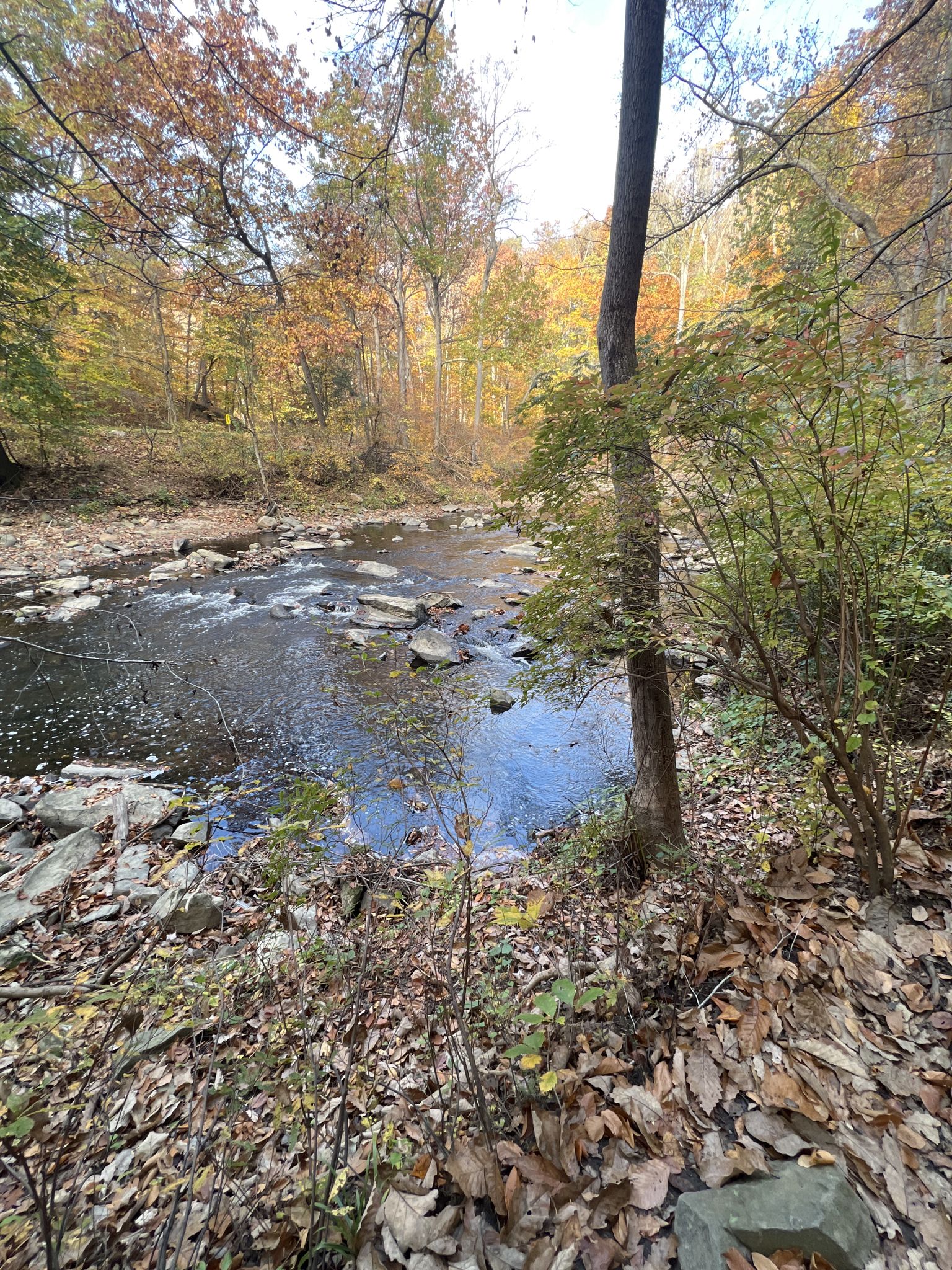 Rocky stream flowing through an autumn forest with colorful foliage. - Rock Creek Park Loop: Western Ridge and Valley Trails