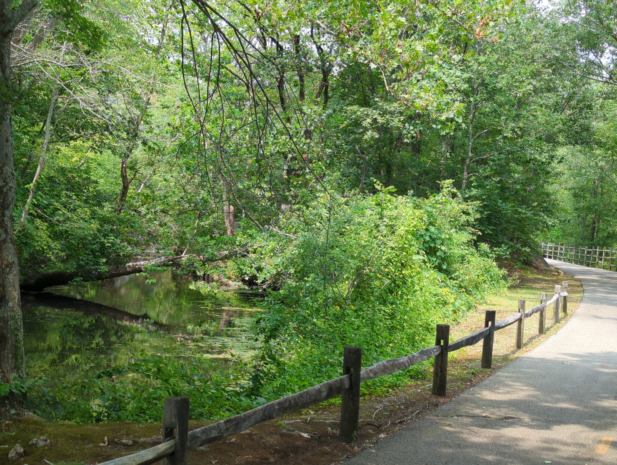 A paved path with a wooden fence borders a green, overgrown pond. - Along the Blackstone River – Blackstone River Bikeway loop from Albion