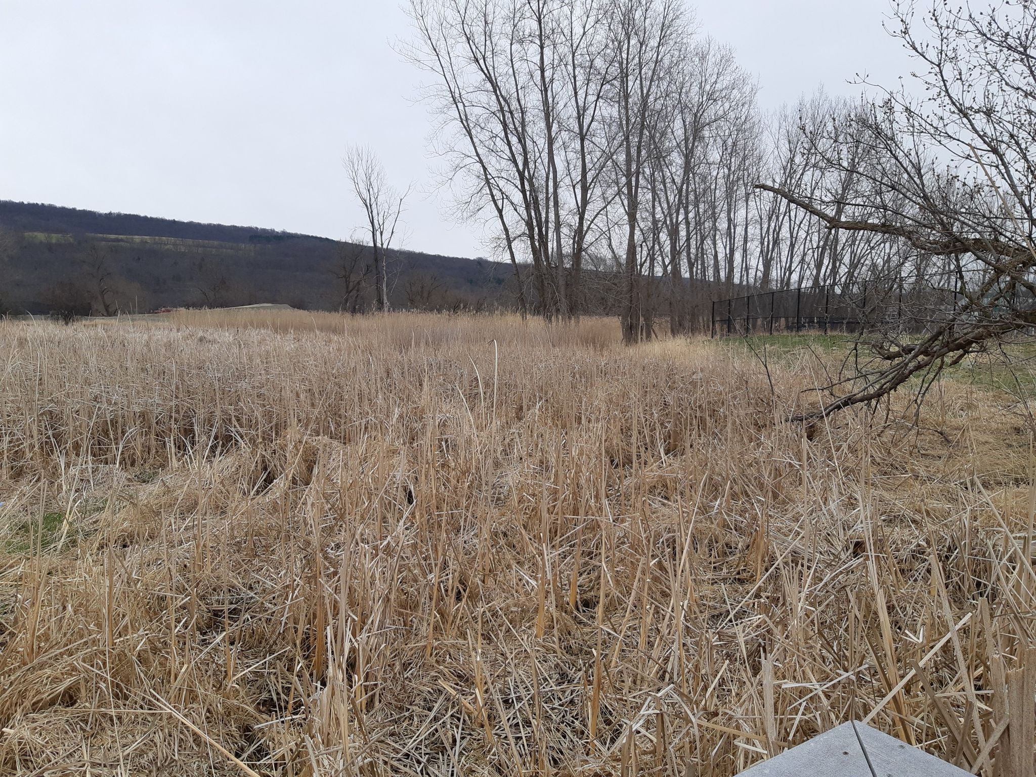 Vast field of dry, tall reeds under a cloudy sky, with distant bare trees. - Old Railway Bridge loop from Schuyler