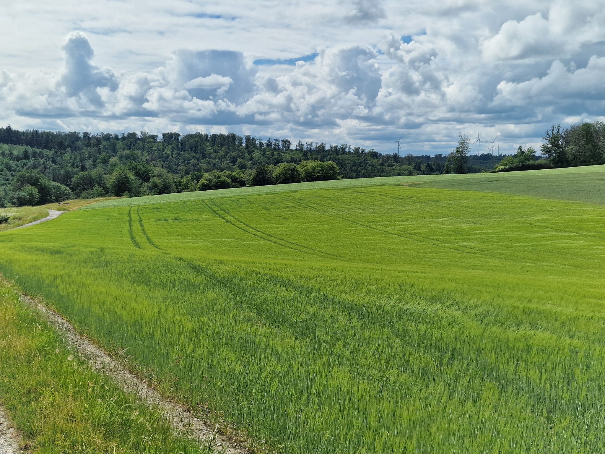 Getreidehalme wiegen sich im Wind