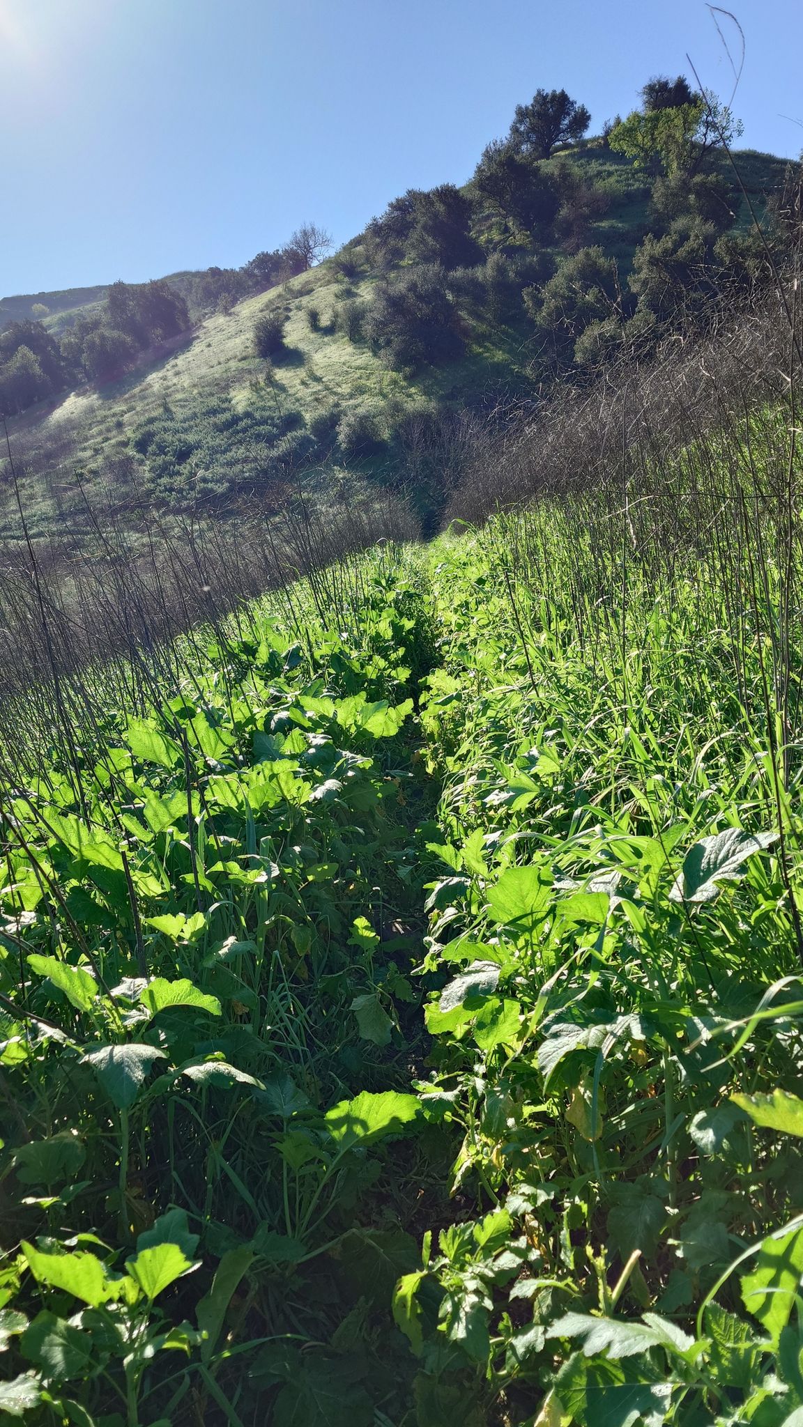Lush green plants grow along a path towards a sunny hillside. - New Millennium and Anza Loop Trail