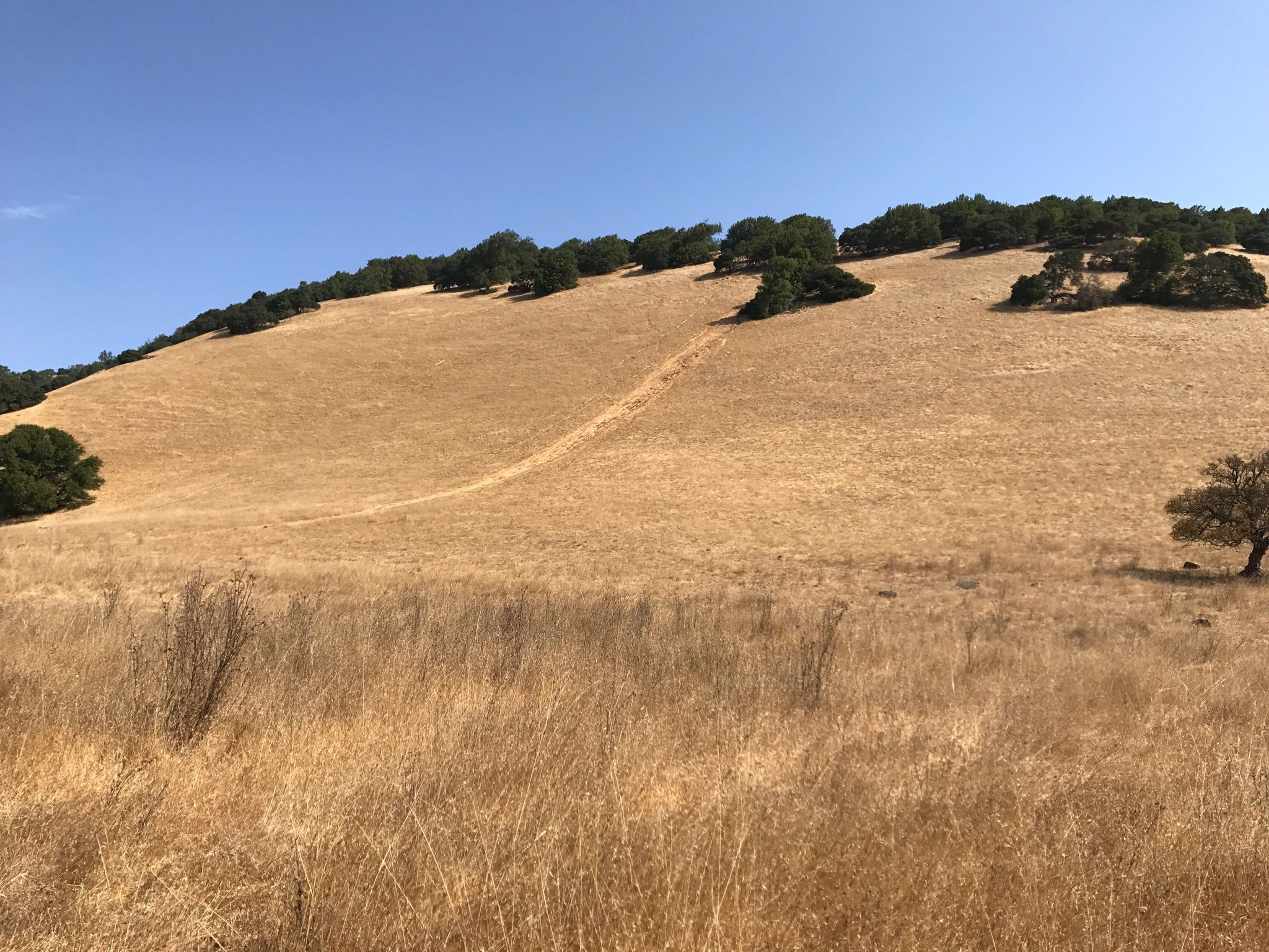 A dry, golden grassy hill with scattered trees under a clear blue sky. - Burdell Mountain Loop