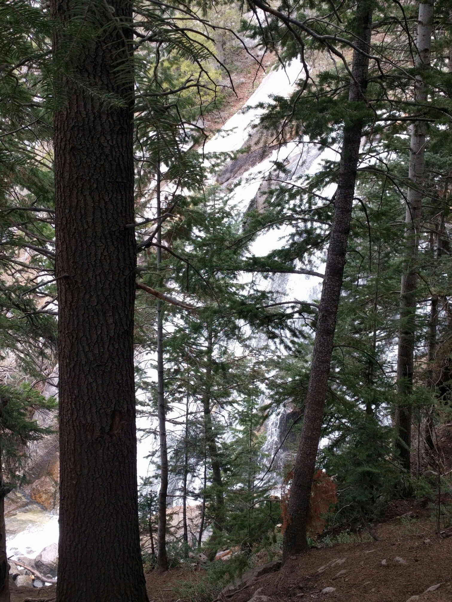 Tall pine trees frame a powerful cascading waterfall in a shaded forest. - Bells Canyon Granite Trailhead – Holladay City Park loop from Highland Dr @ 5719 S