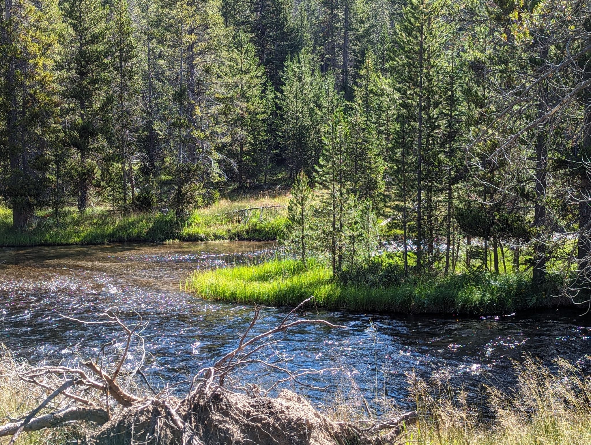 Sunlit river flowing past a grassy bank and dense pine forest. - Lone Star Trail