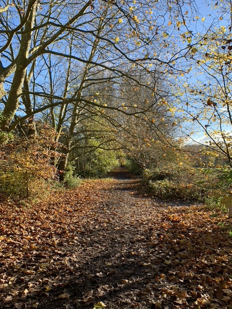Bois de Warwame