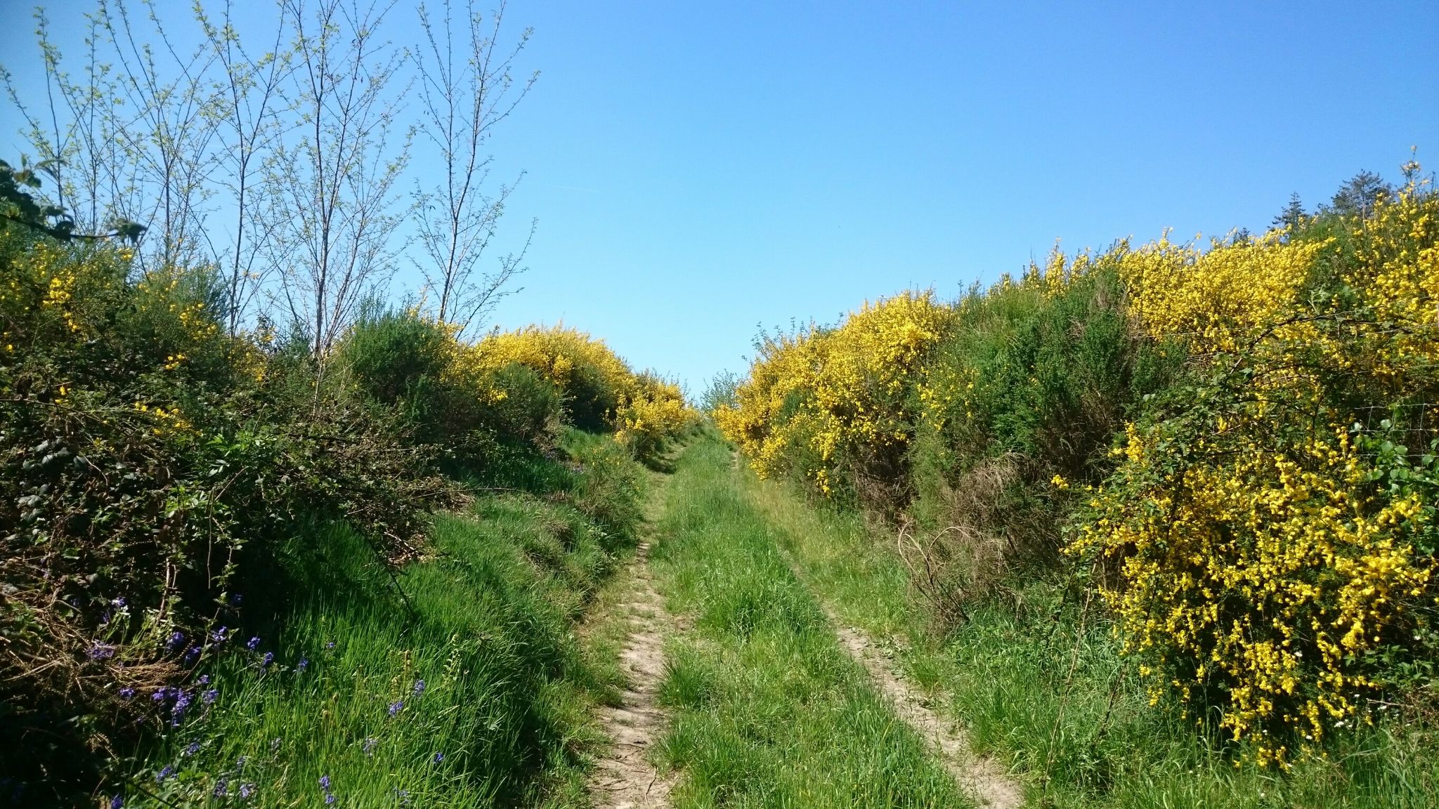 Genêts au bord du chemin