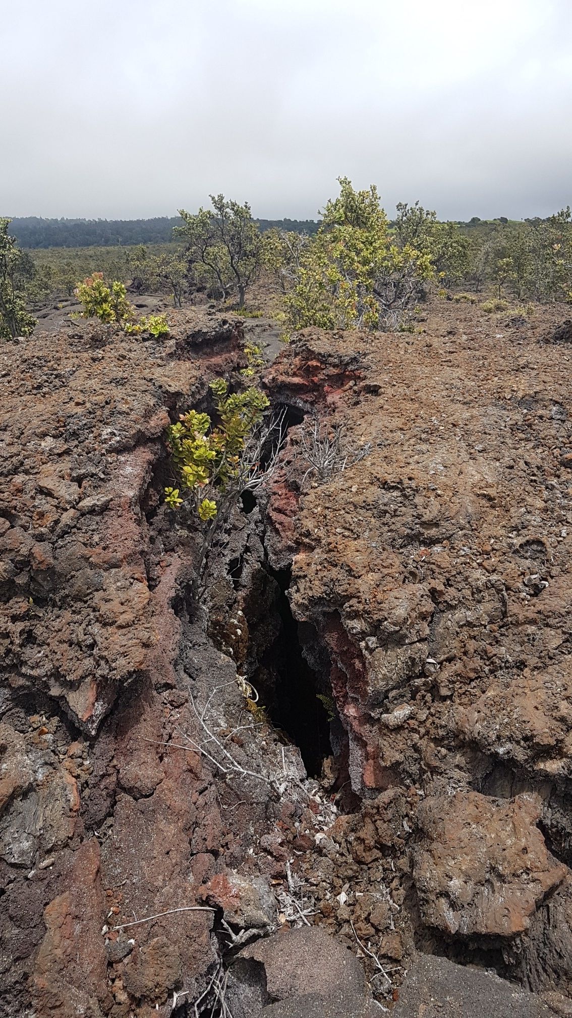 A deep crevice in dark volcanic rock with small green plants. - Pu’u o Lokuana Trail loop from Pu'u o Lokuana