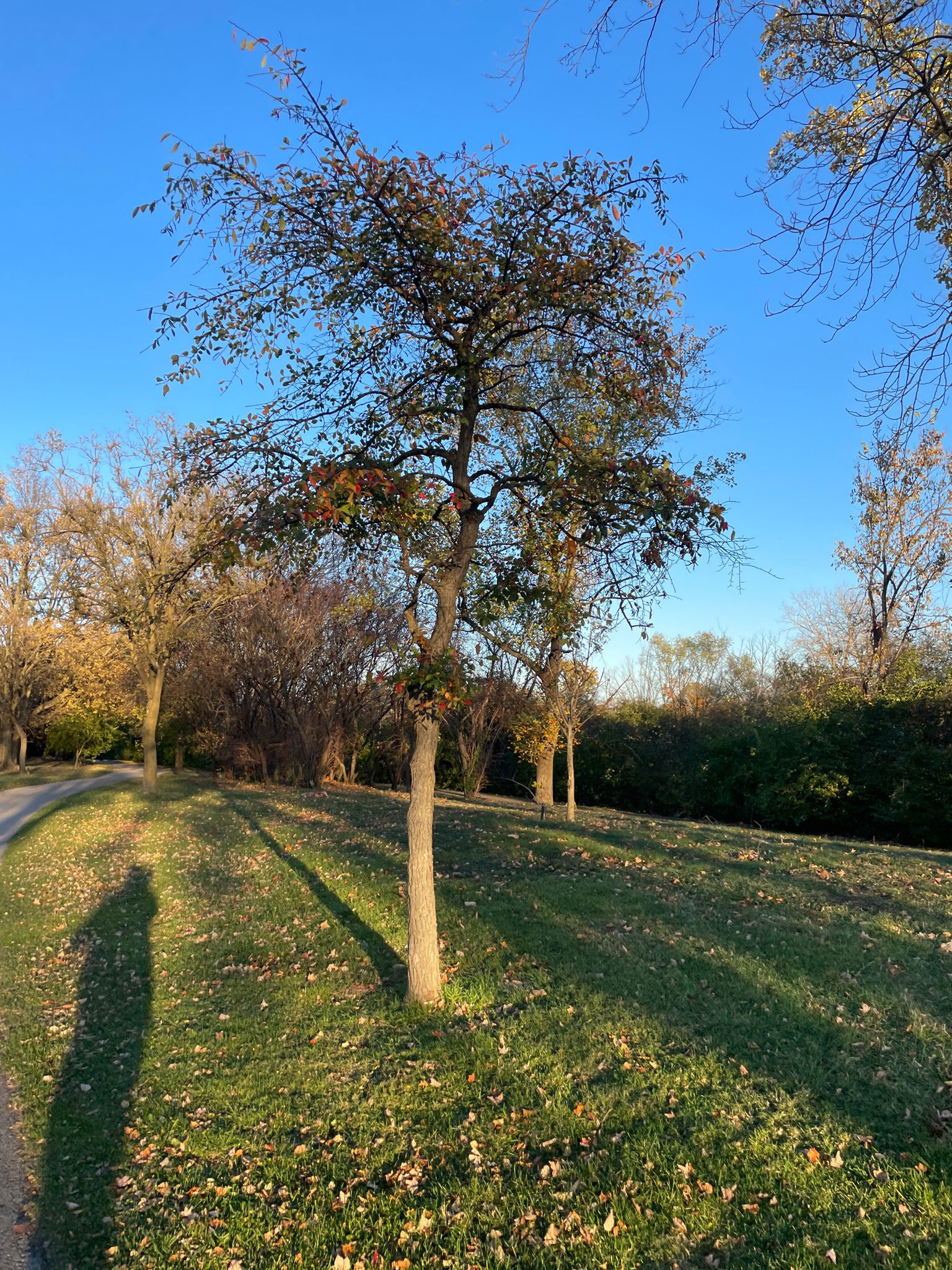 A small tree and a person's shadow on a sunny, grassy hill. - North Shore Channel – Directing Traffic Sculpture loop from Western Avenue