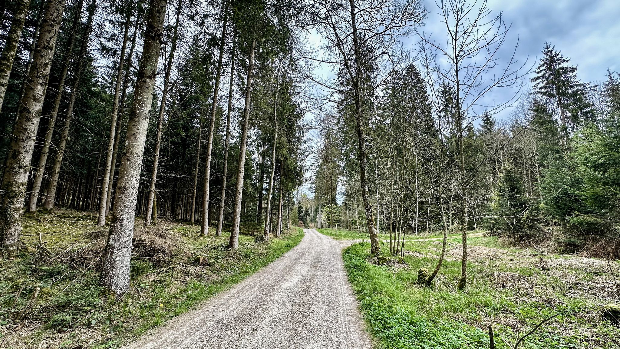 ...von Niederbipp durch die wunderbaren Wälder bei Kestenholz Richtung Wolfwil...