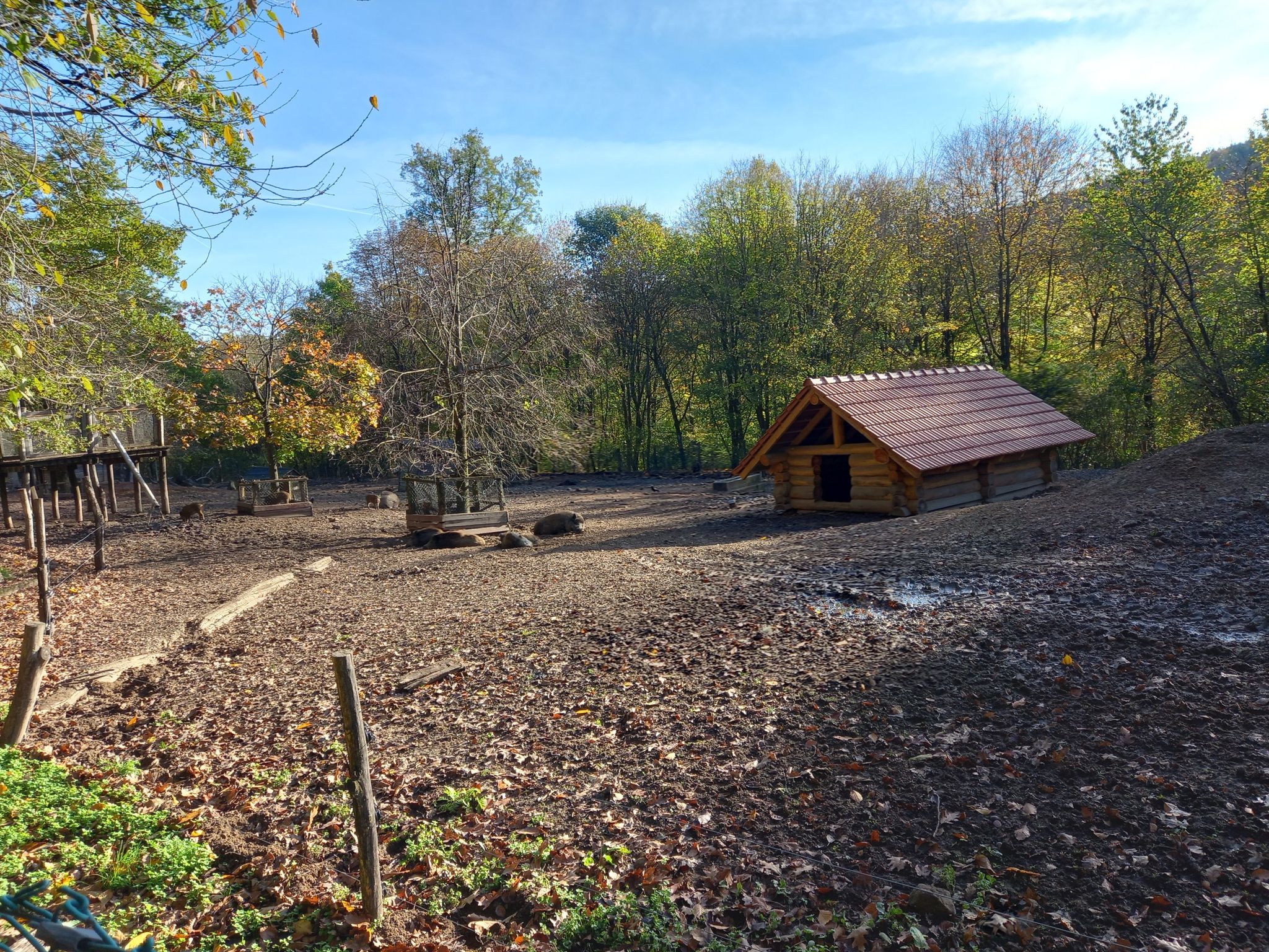 Wildschweingehege