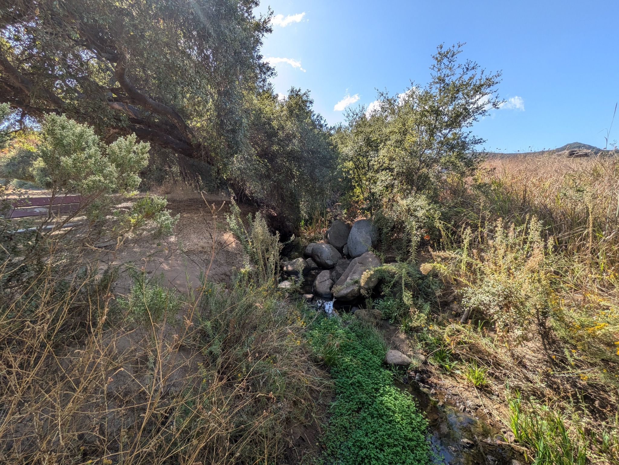 A narrow stream winds through tall grasses and trees on a sunny day. - Buena Vista Park Loop