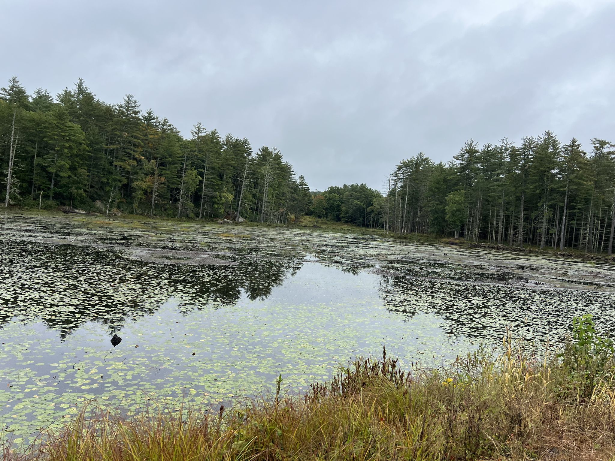 Overcast view of a large pond covered in lily pads, surrounded by trees. - Granite Town Rail Trail