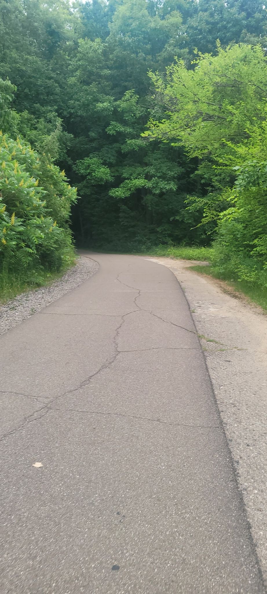 A paved path curves through lush green trees on a bright day. - Maybury State Park – Maybury State Park loop from Maybury State Park