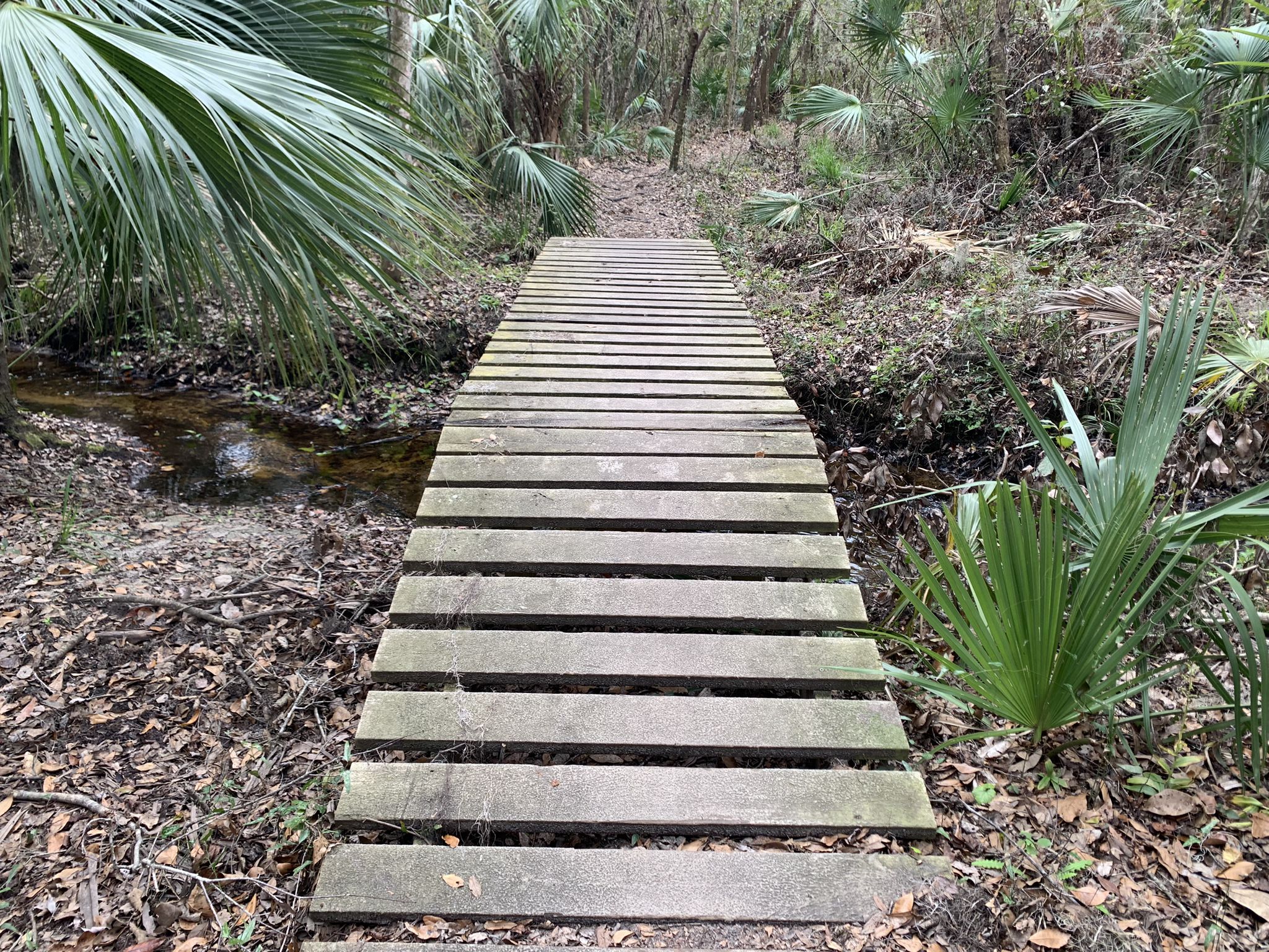 A wooden boardwalk spans a small stream in a dense, green, natural area. - Alafia River State Park – Service Road loop from Event  Parking