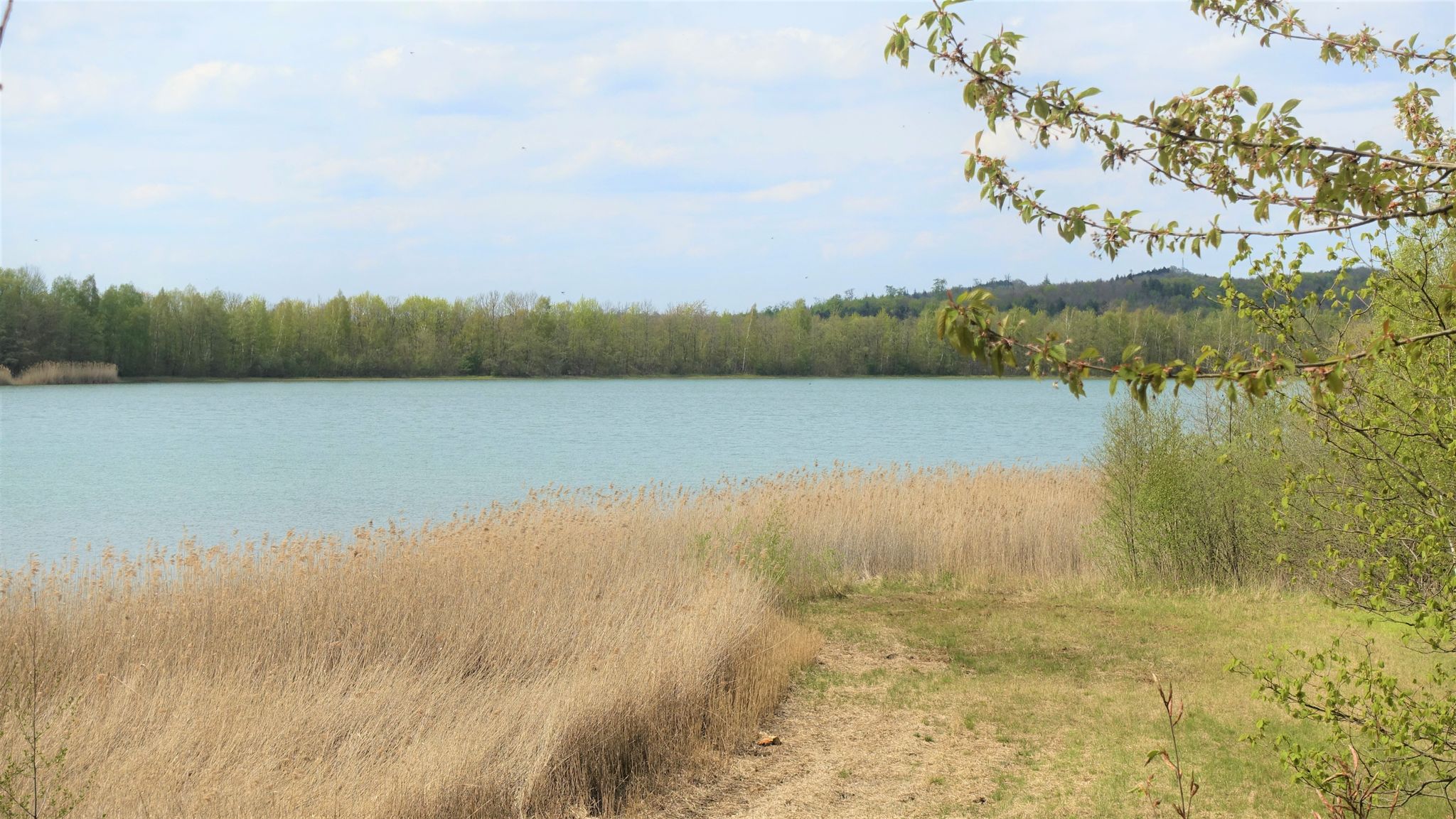 Reihersee
