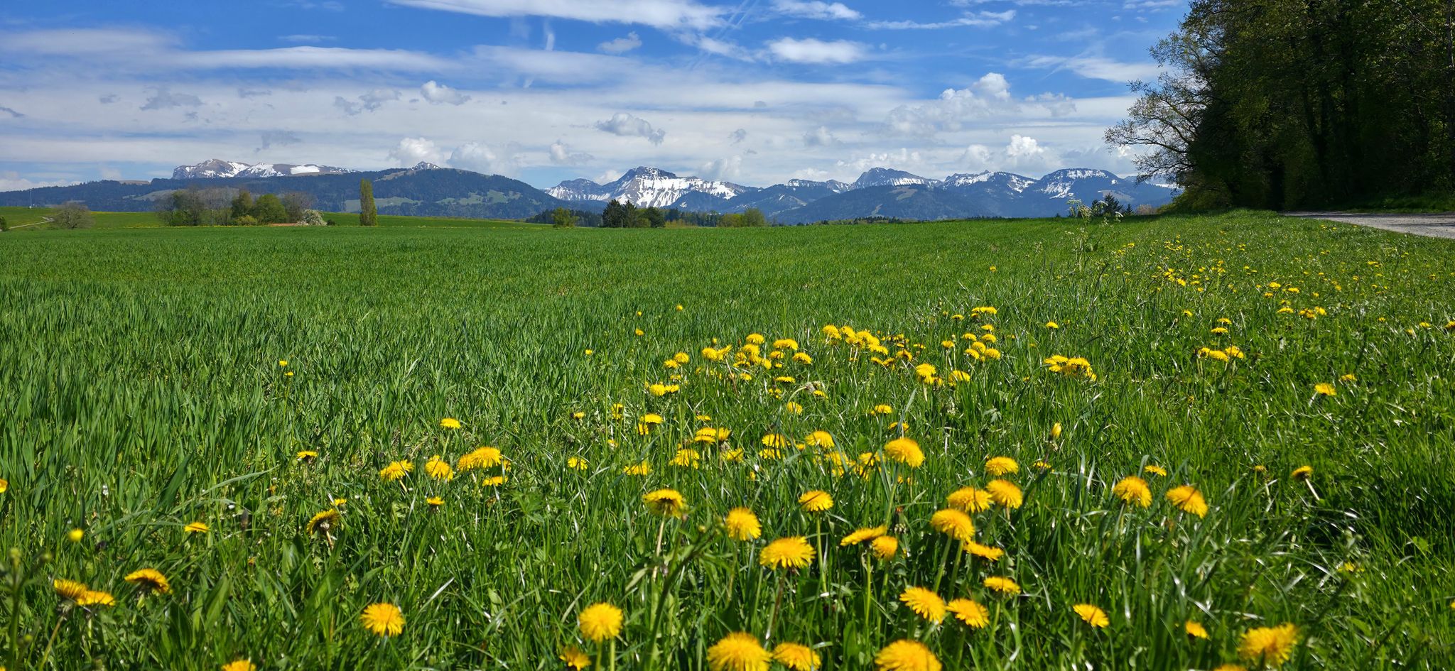 Am höchsten Punkt, erhaschen wir sogar einen flüchtigen Blick auf die Freiburger Voralpen.