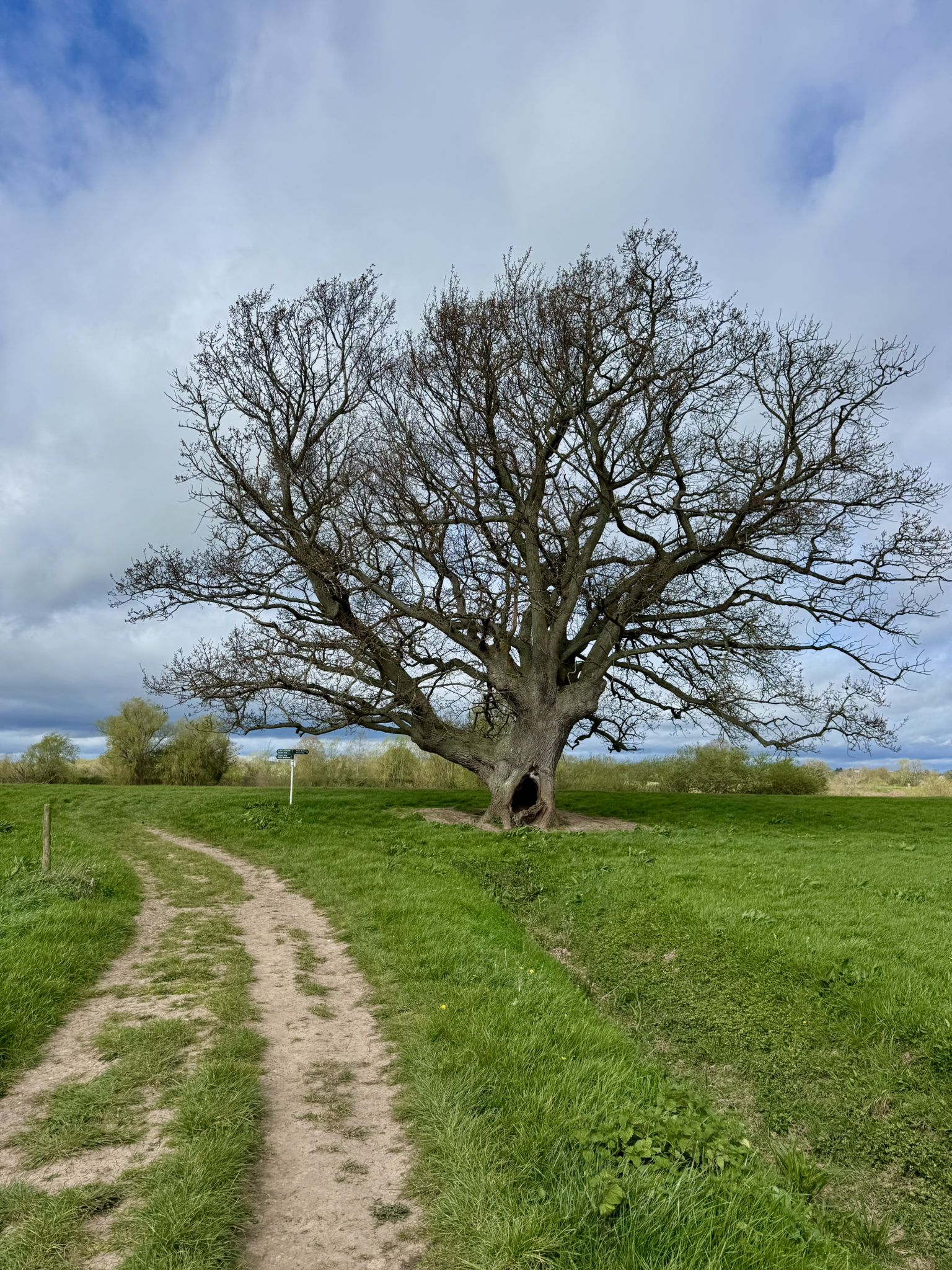 Old Oak