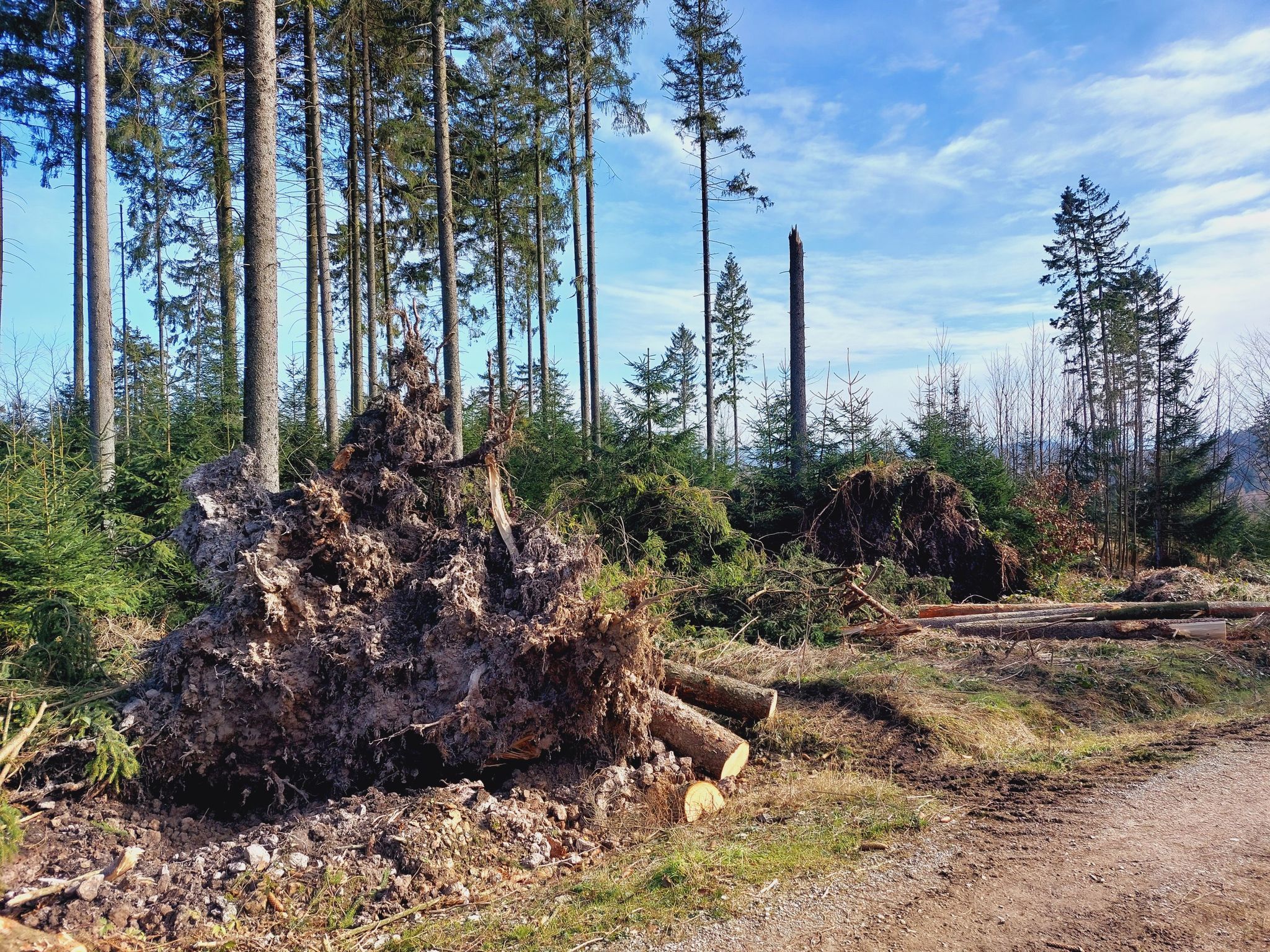 Sturmschäden