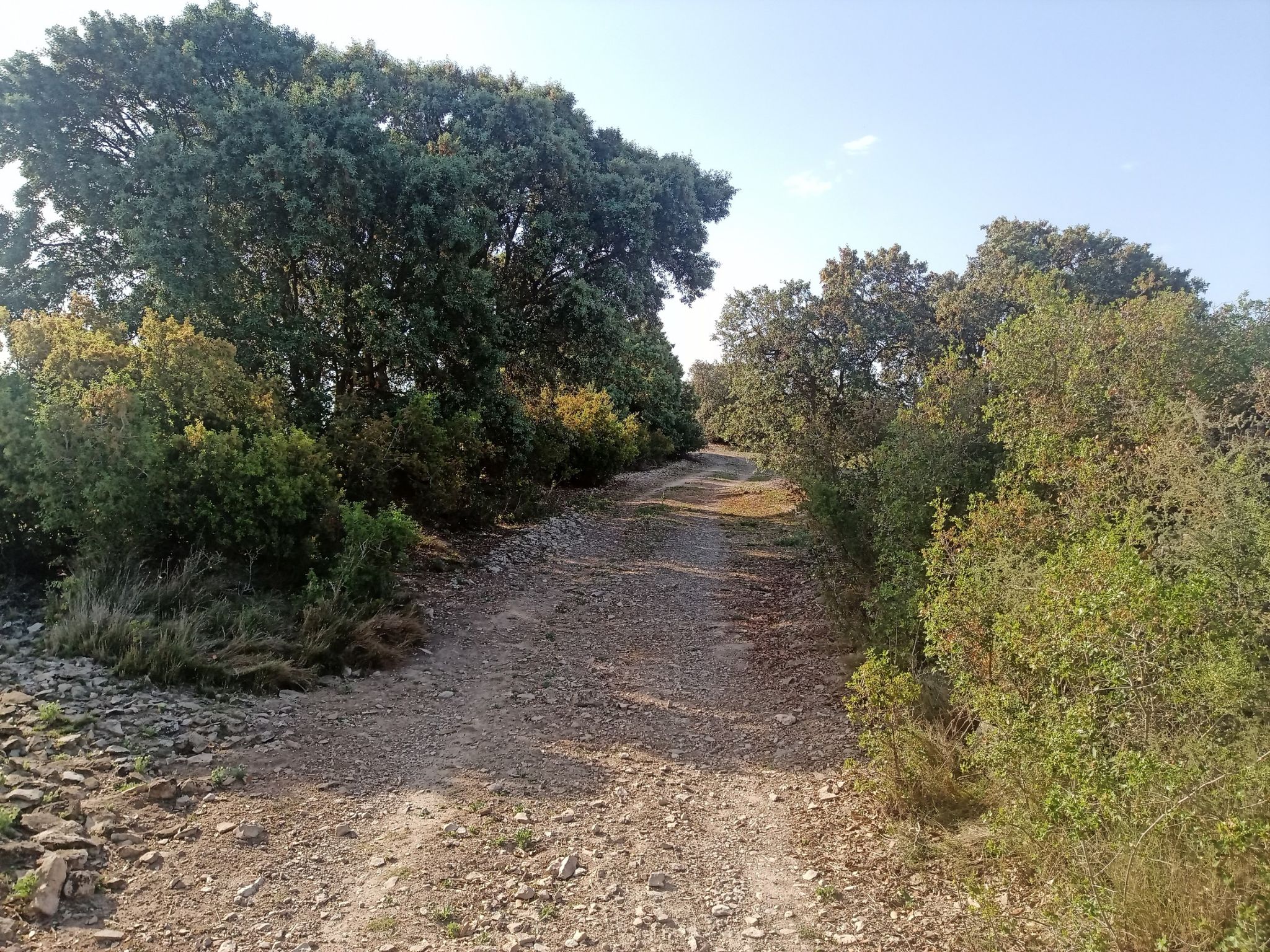 bosquet pedregós