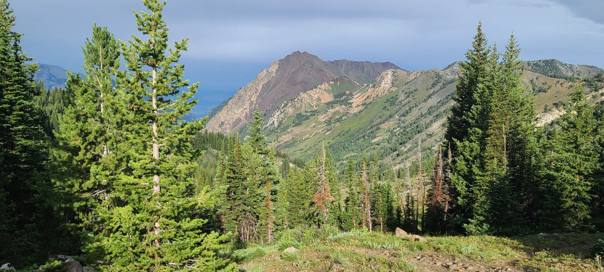 Pine trees frame a distant mountain peak and forested slopes under a bright sky. - Twin Lakes Pass loop from Alta