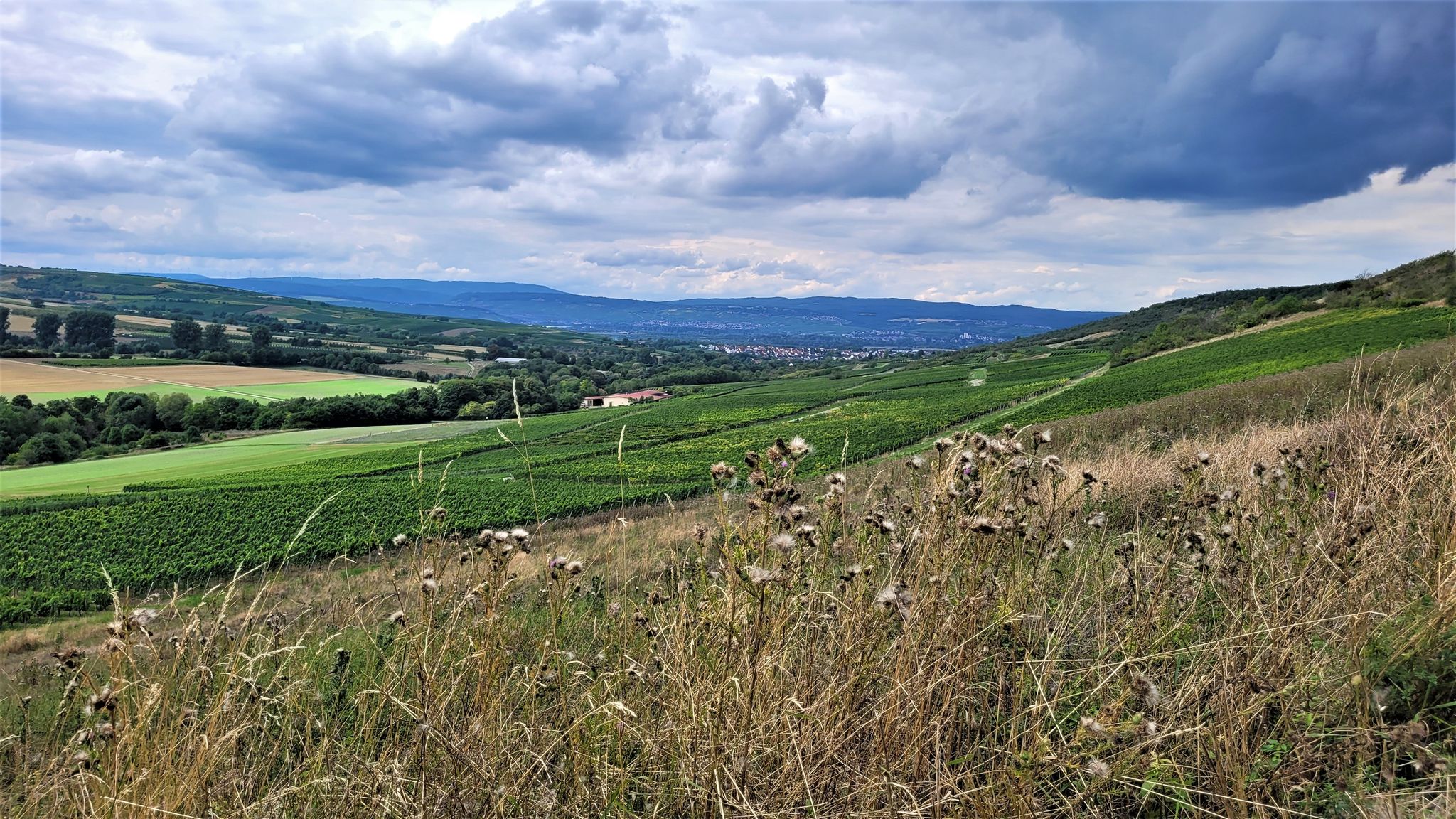 Blick über Gau-Algesheim, hinüber in den Rheingau.