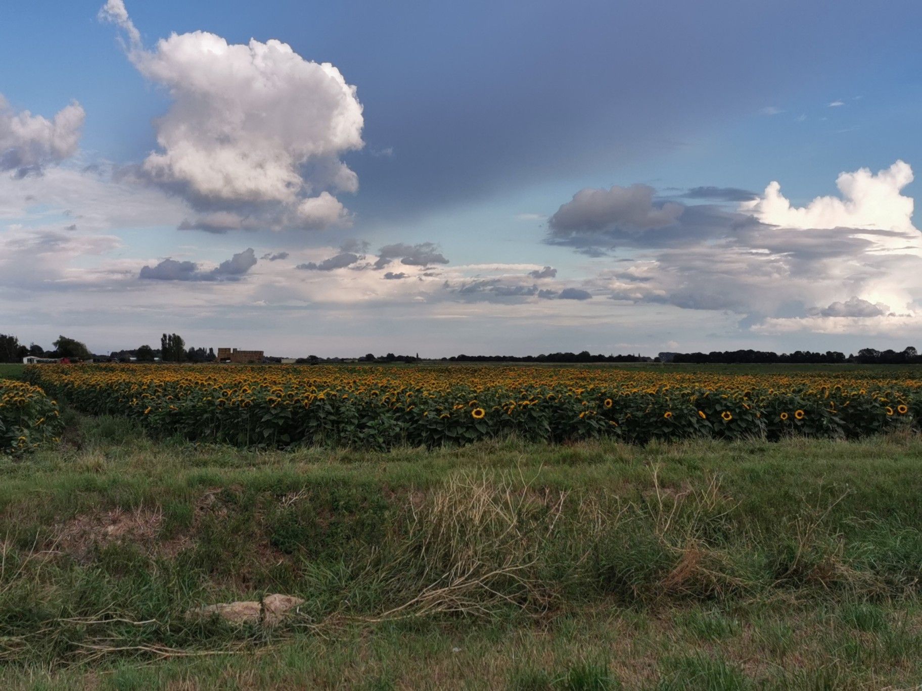 sunflowers and sunshine