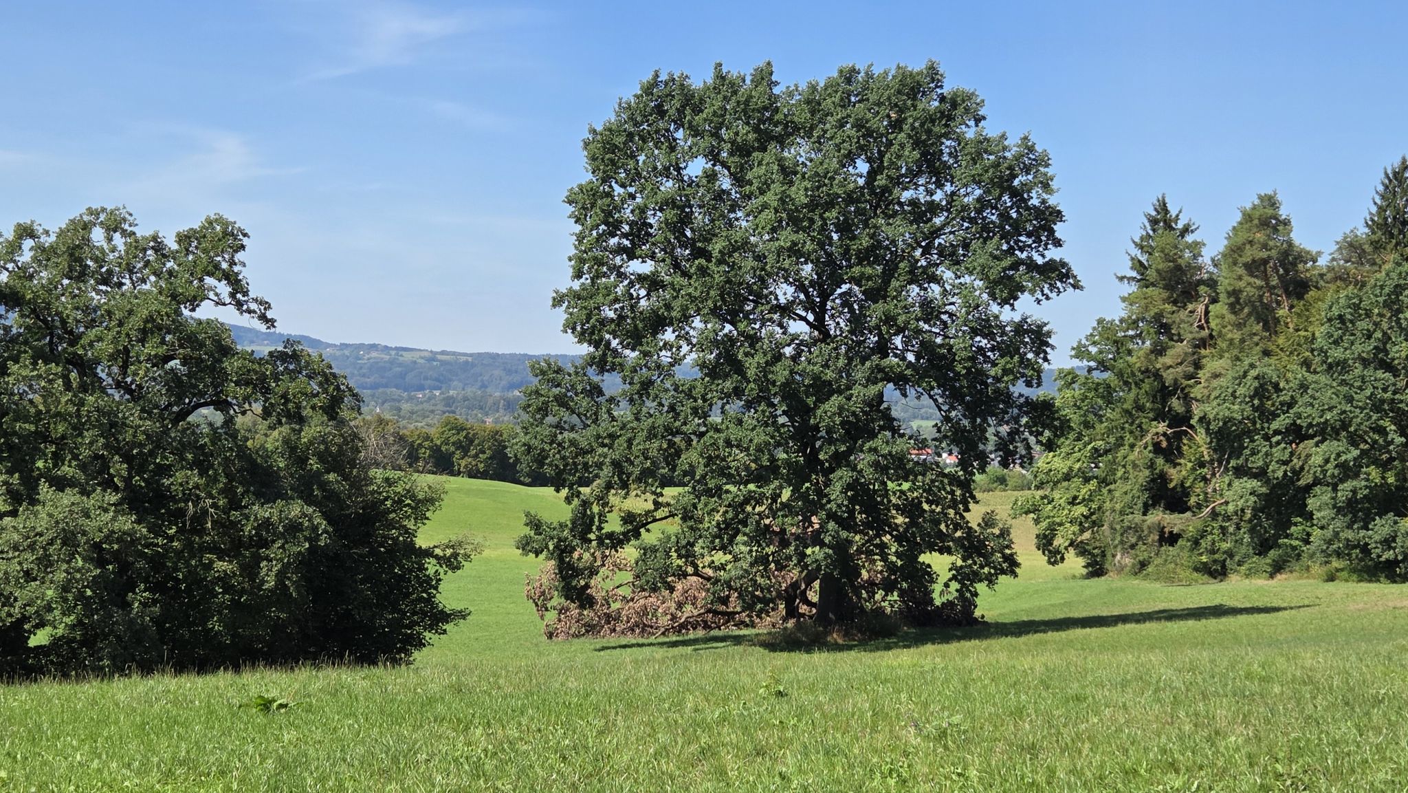 Schöner Baum vor Weilheim