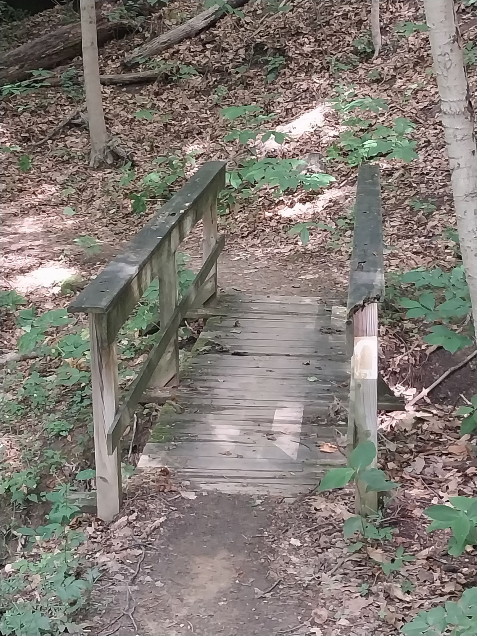 A rustic wooden footbridge crosses a dirt path in a sun-dappled forest. - Strouds Ridge Preserve loop