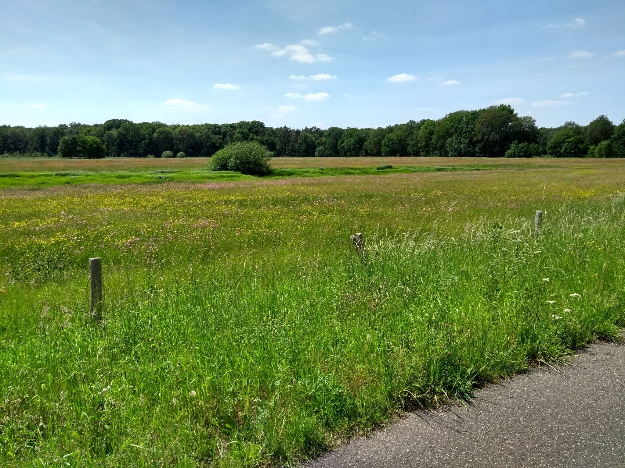 Maasduinen bei Arcen