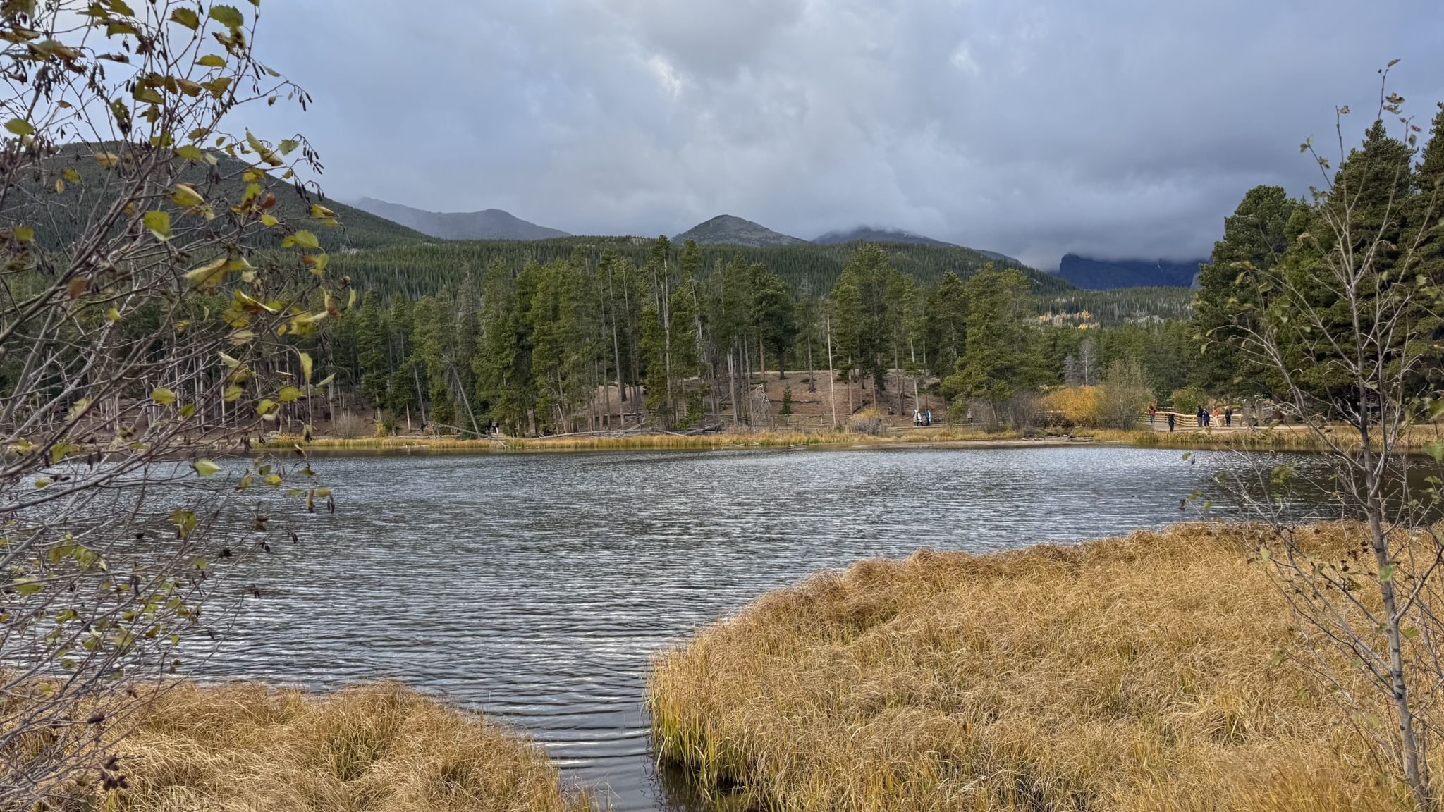 A lake with golden marsh grass in the foreground, surrounded by pine forests. - Sprague Lake Loop