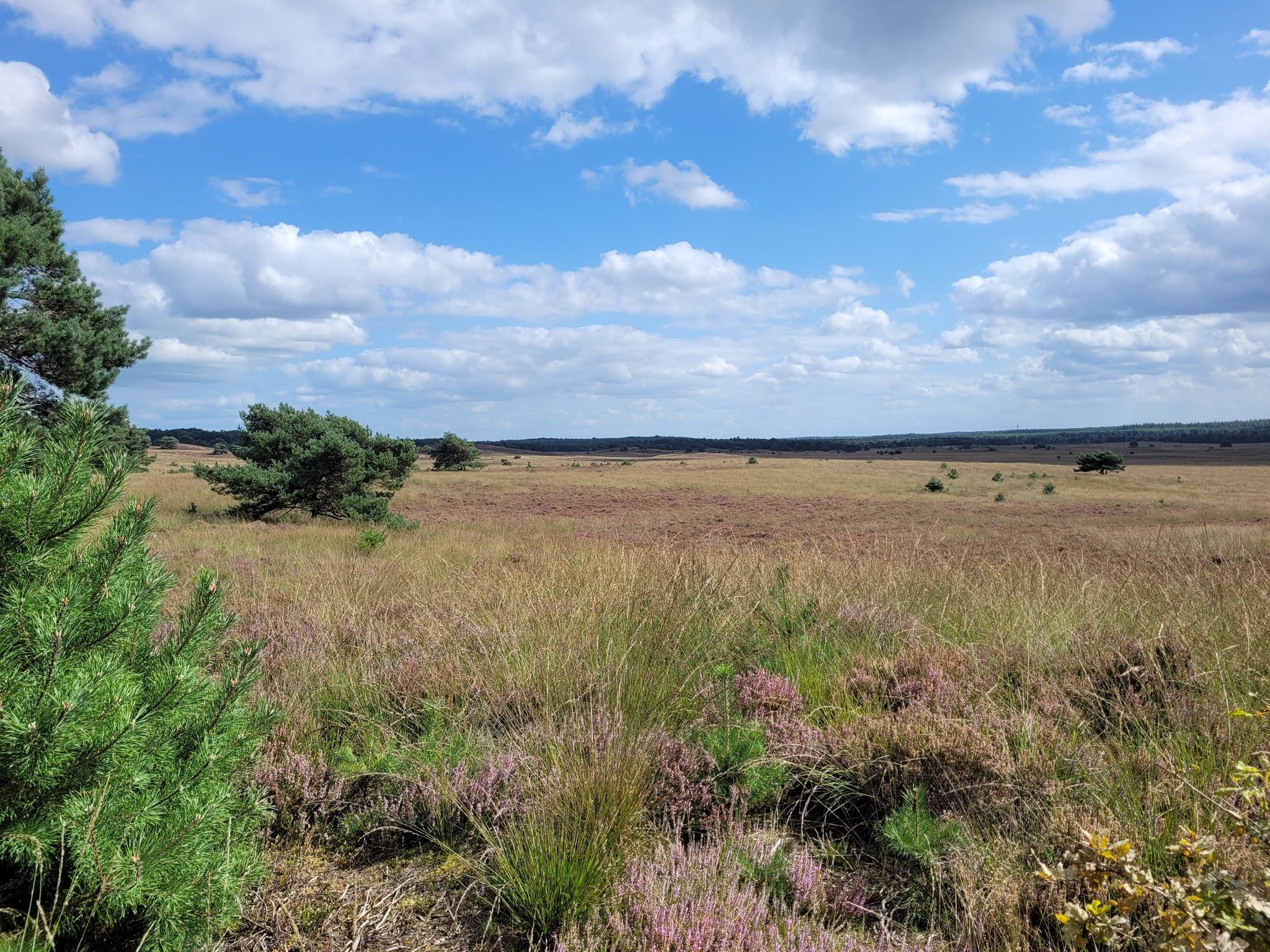 paarse heide