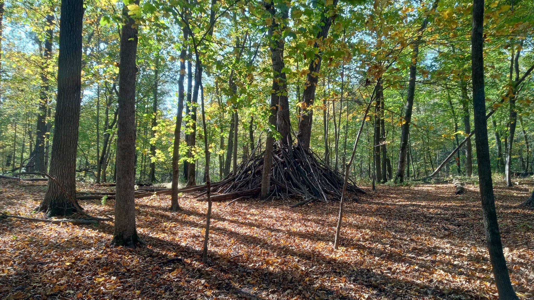 One of those teepees everyone seems to like to build from fallen logs