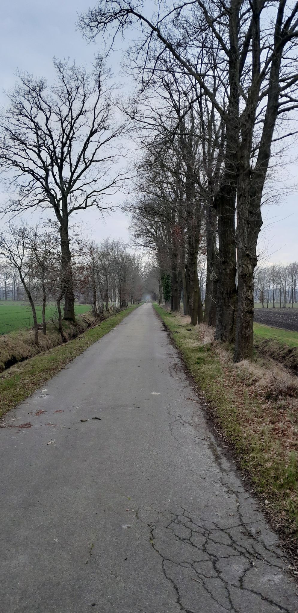 schattige Allee - jetzt hätte nur noch die Sonne scheinen müssen...