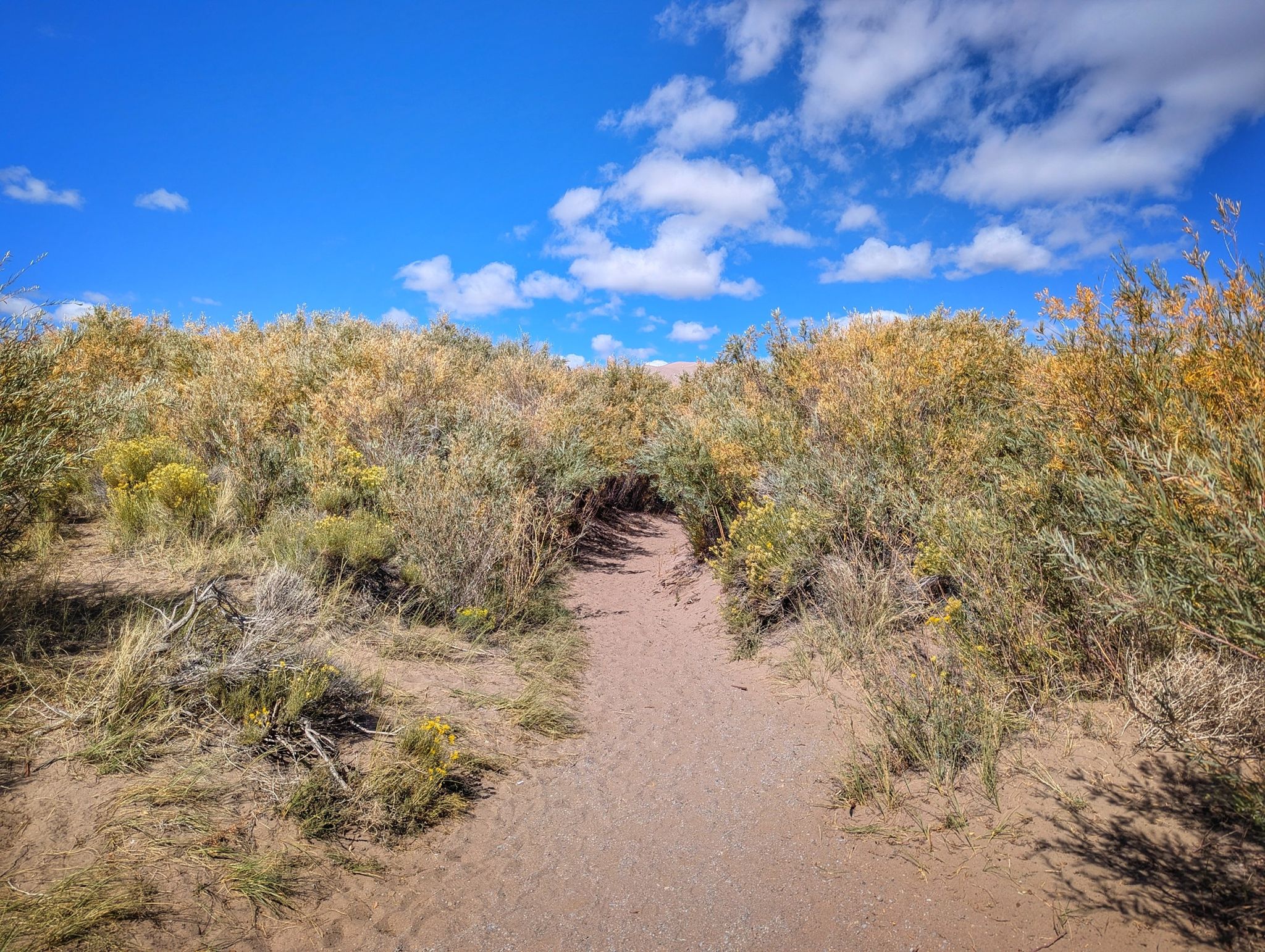 A sandy path winds through green and yellow desert brush under a bright blue sky. - High Dune Trail