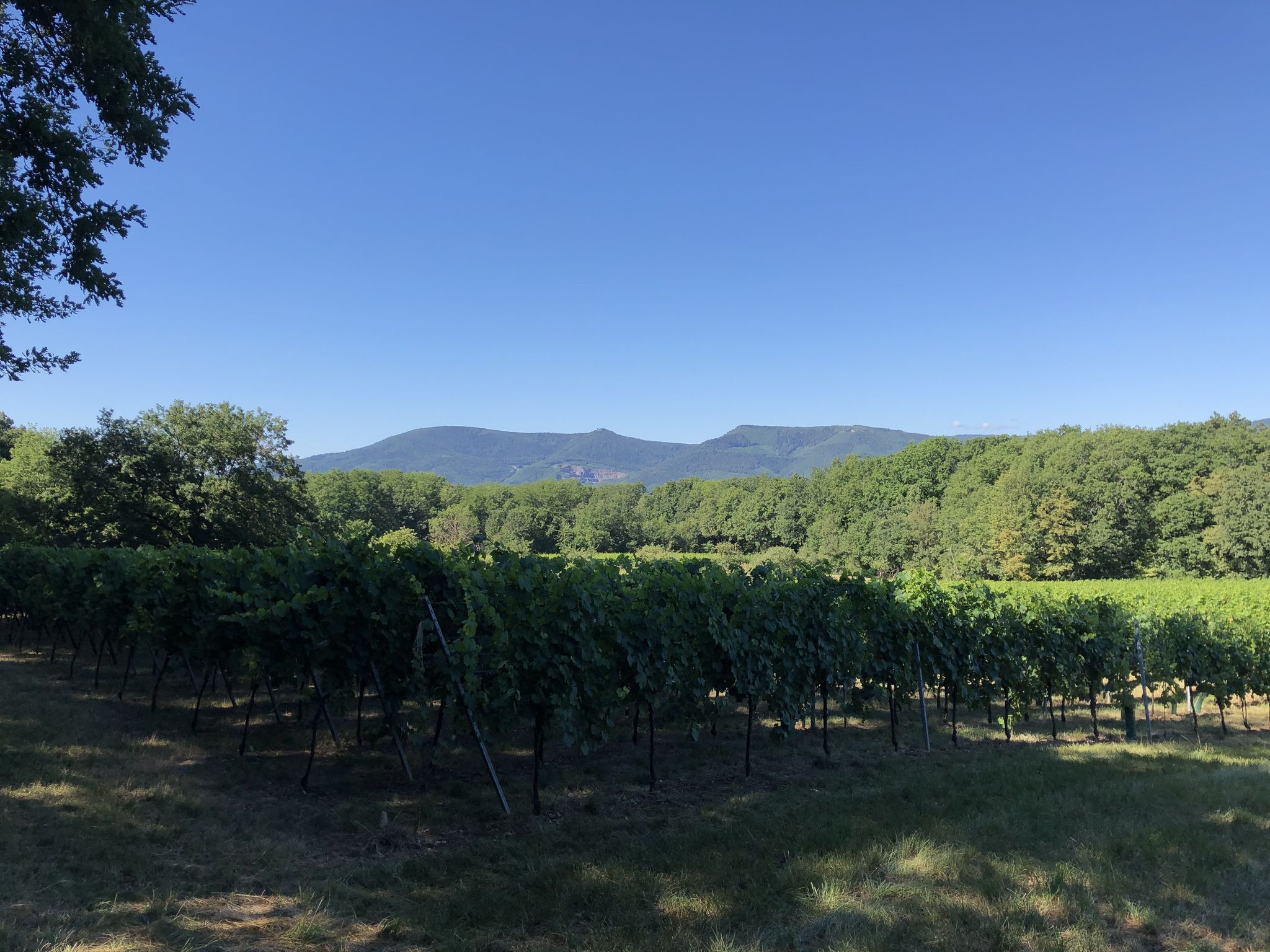 Mont St Odile über Weinbergen