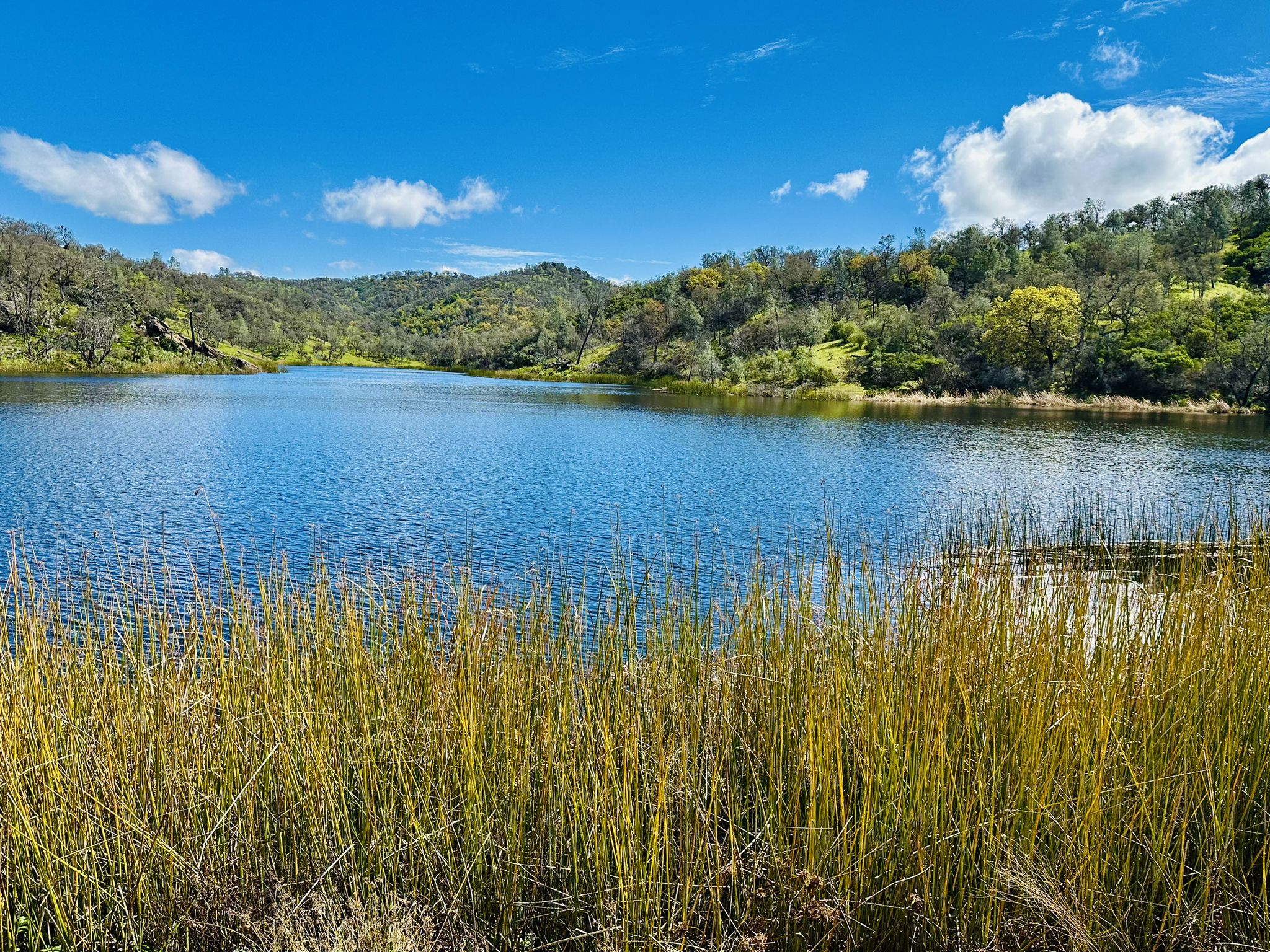 Wide lake framed by tall golden grass, surrounded by green forested hills. - Wilson Peak & Coit Lake loop from Coe Ranch