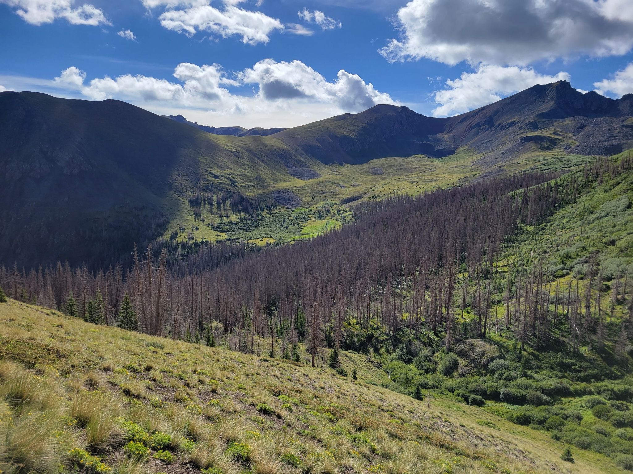 A mountain valley with green slopes and a large section of dead trees. - San Luis Peak - South Ridge