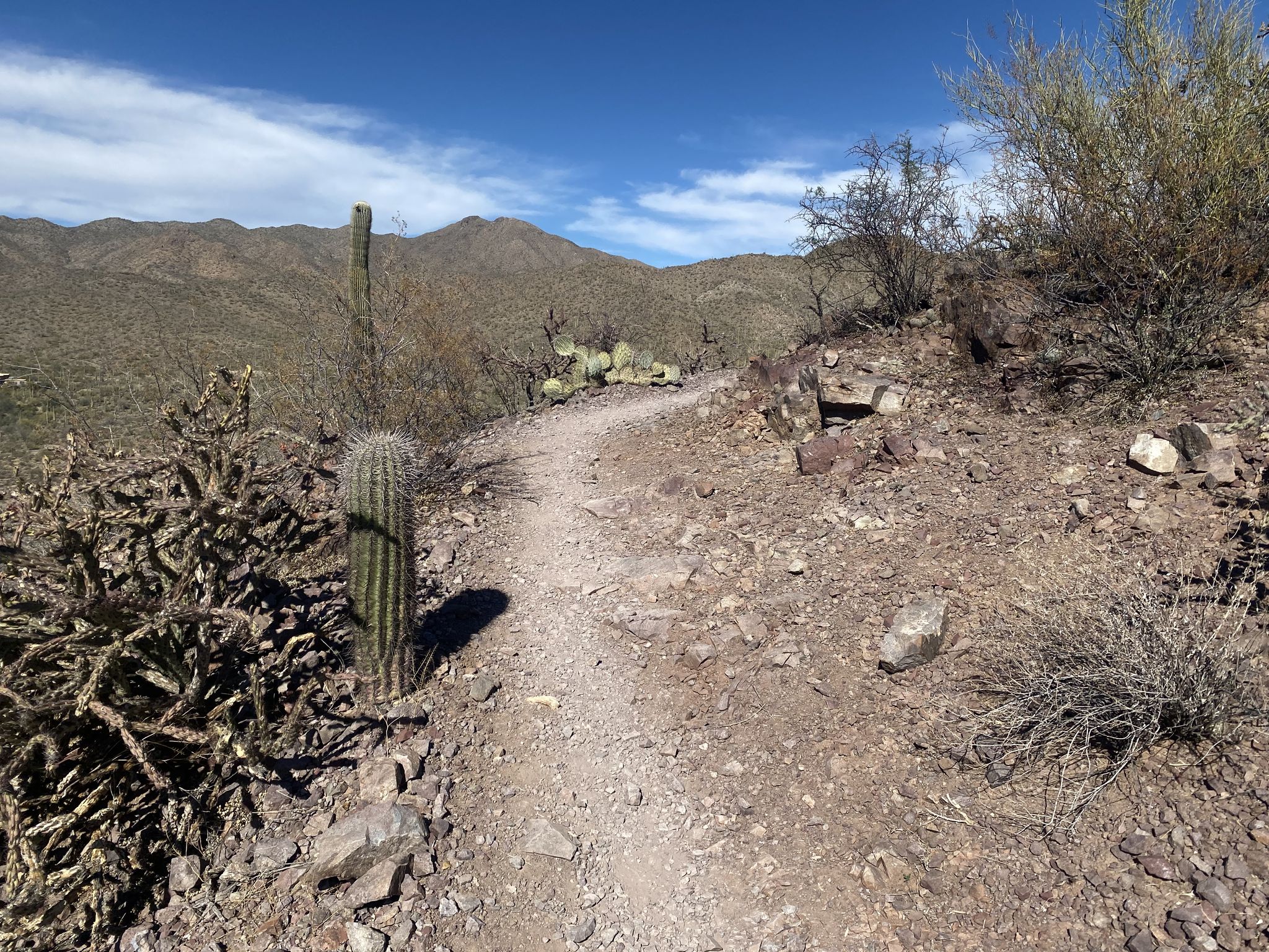 A winding dirt trail through a rocky desert landscape with cacti and mountains. - Brown Mountain – Brown Mountain Trail loop from Old Tucson