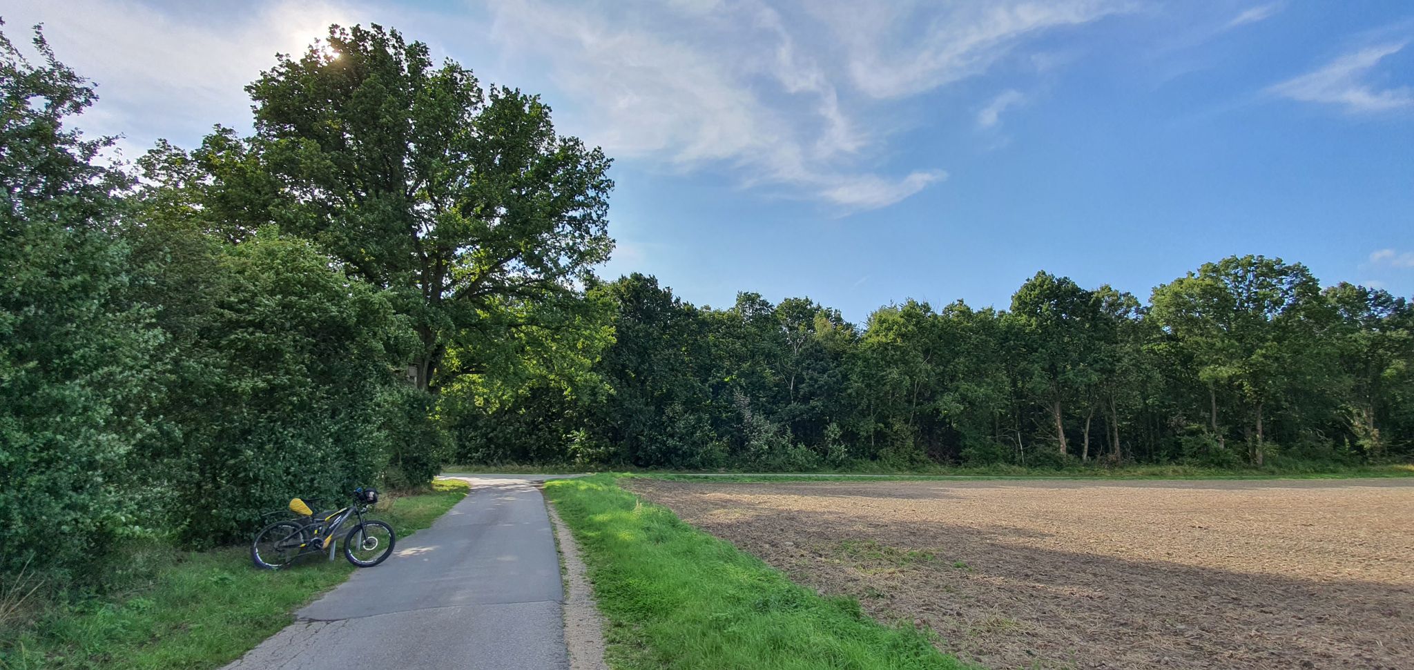 Baumkreuzung rechts fahren