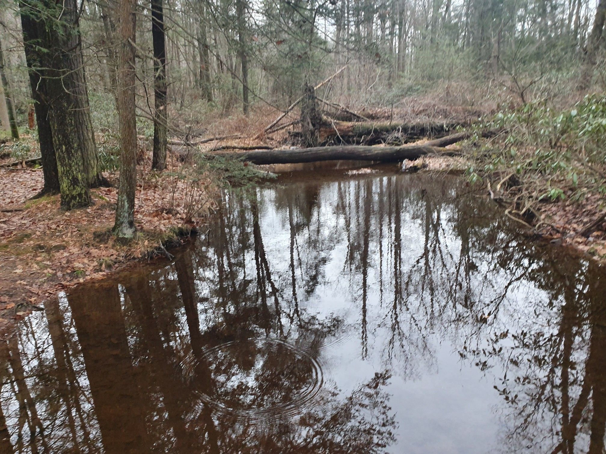 A still pond reflects bare trees in a dense, overcast forest. - Ramble Trail