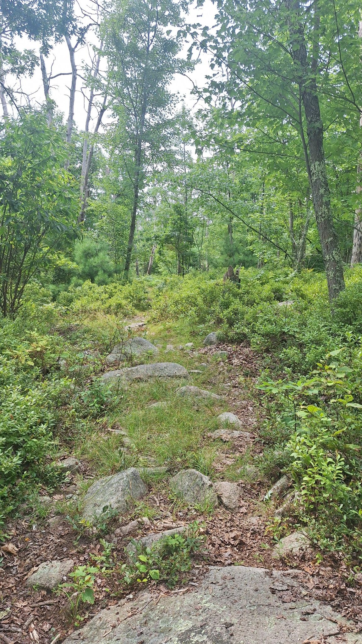 Rocky, overgrown path winding uphill through a dense green forest in daylight. - Midstate Trail: Douglas State Forest to Sutton
